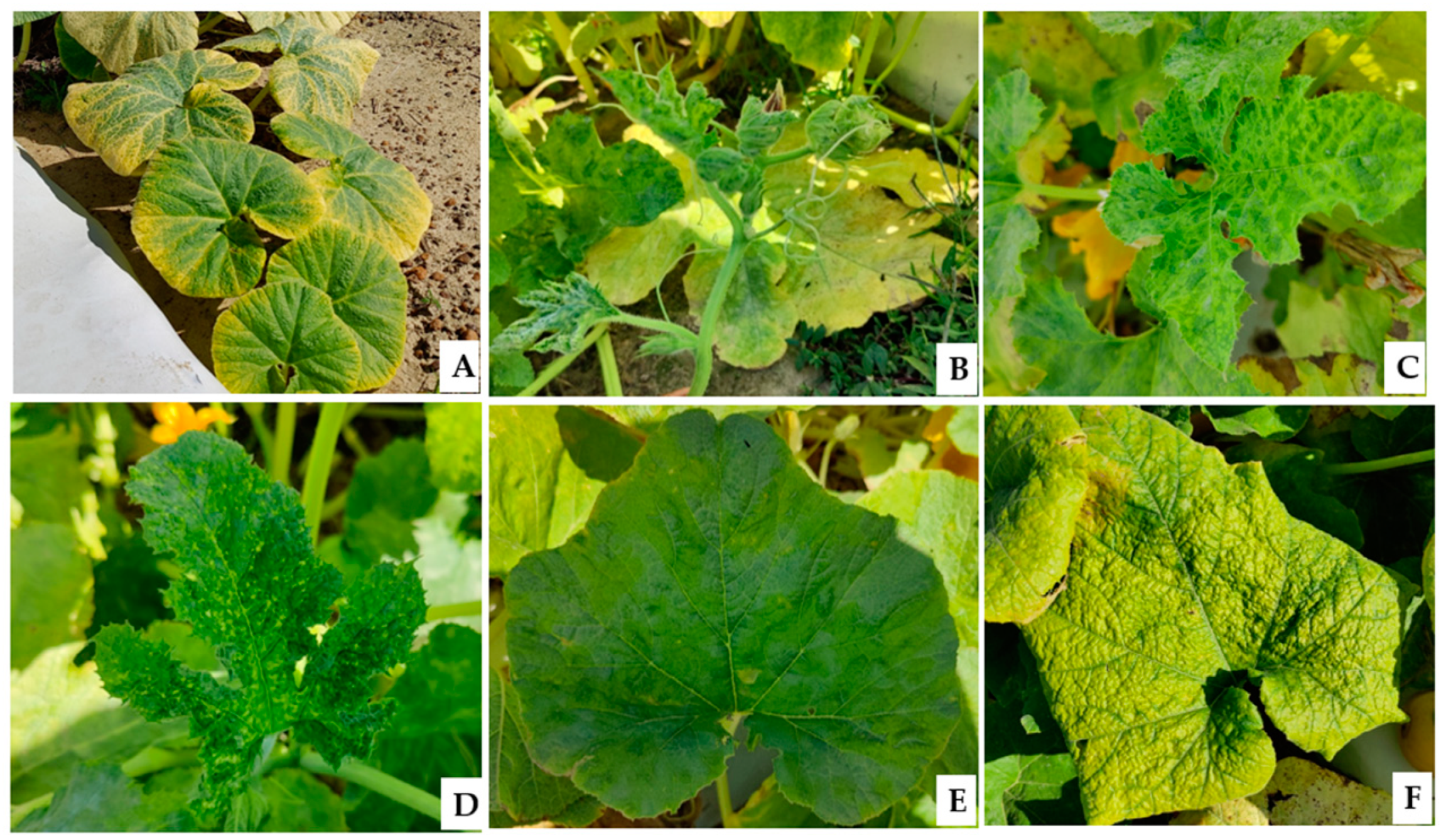 Viruses 17 00233 g002