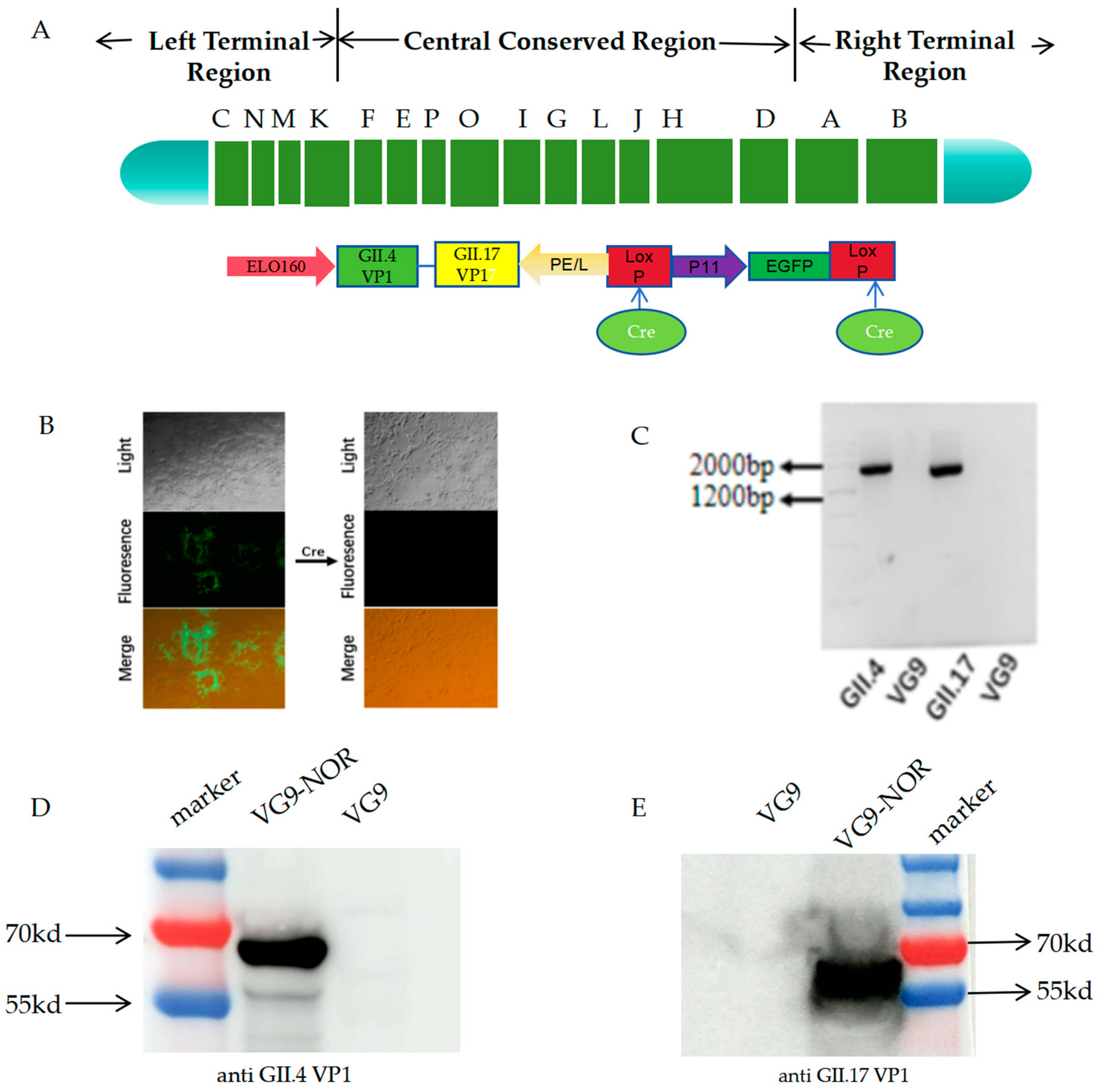 Viruses 17 00237 g001