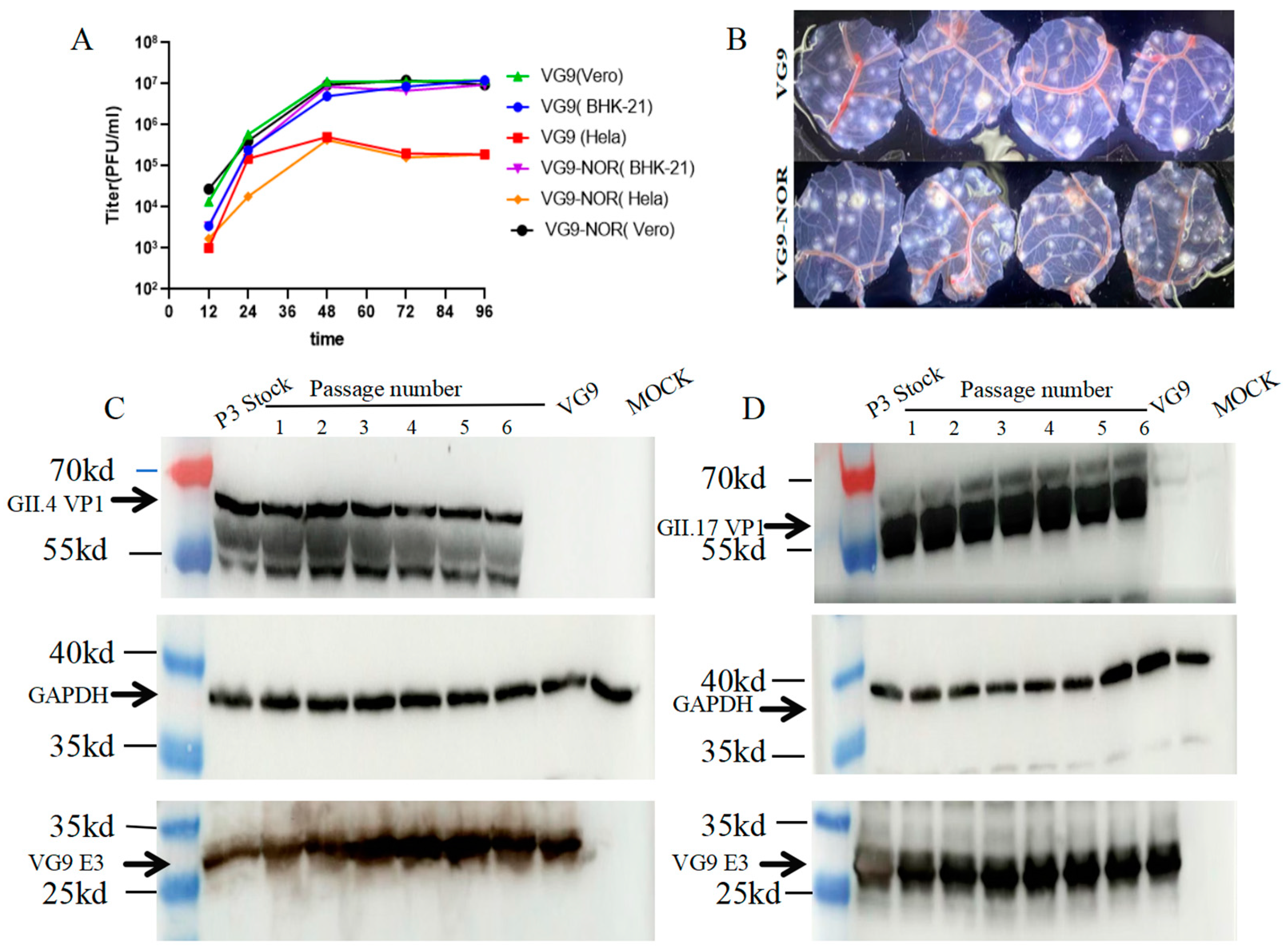 Viruses 17 00237 g002