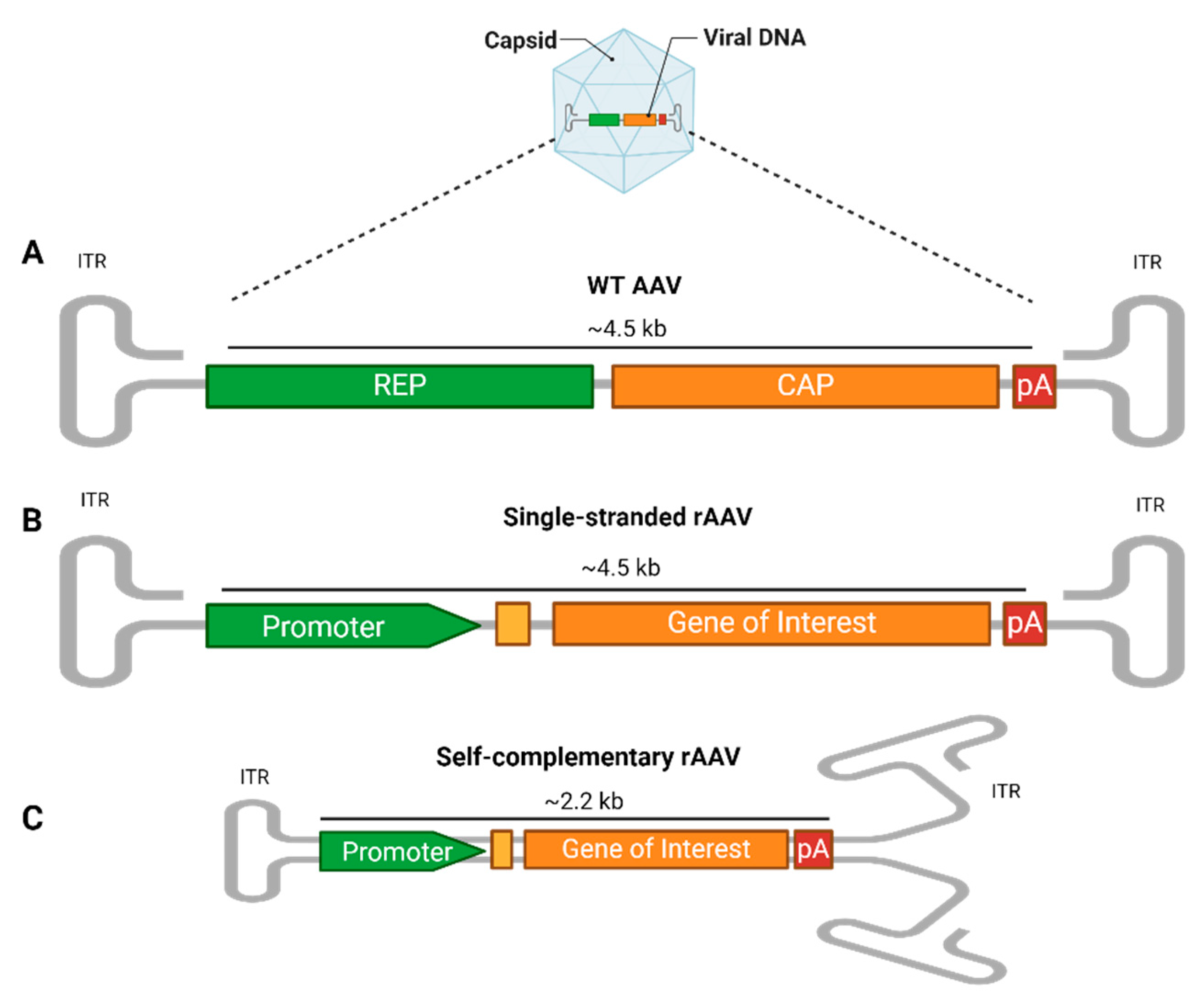 Viruses 17 00239 g001