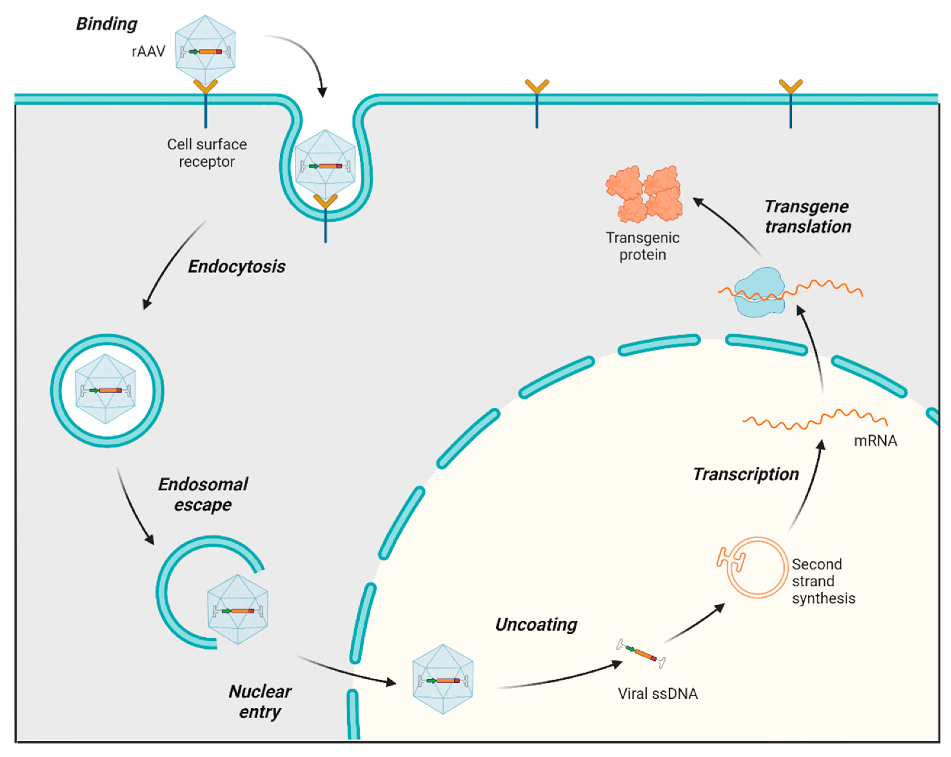 Viruses 17 00239 g002