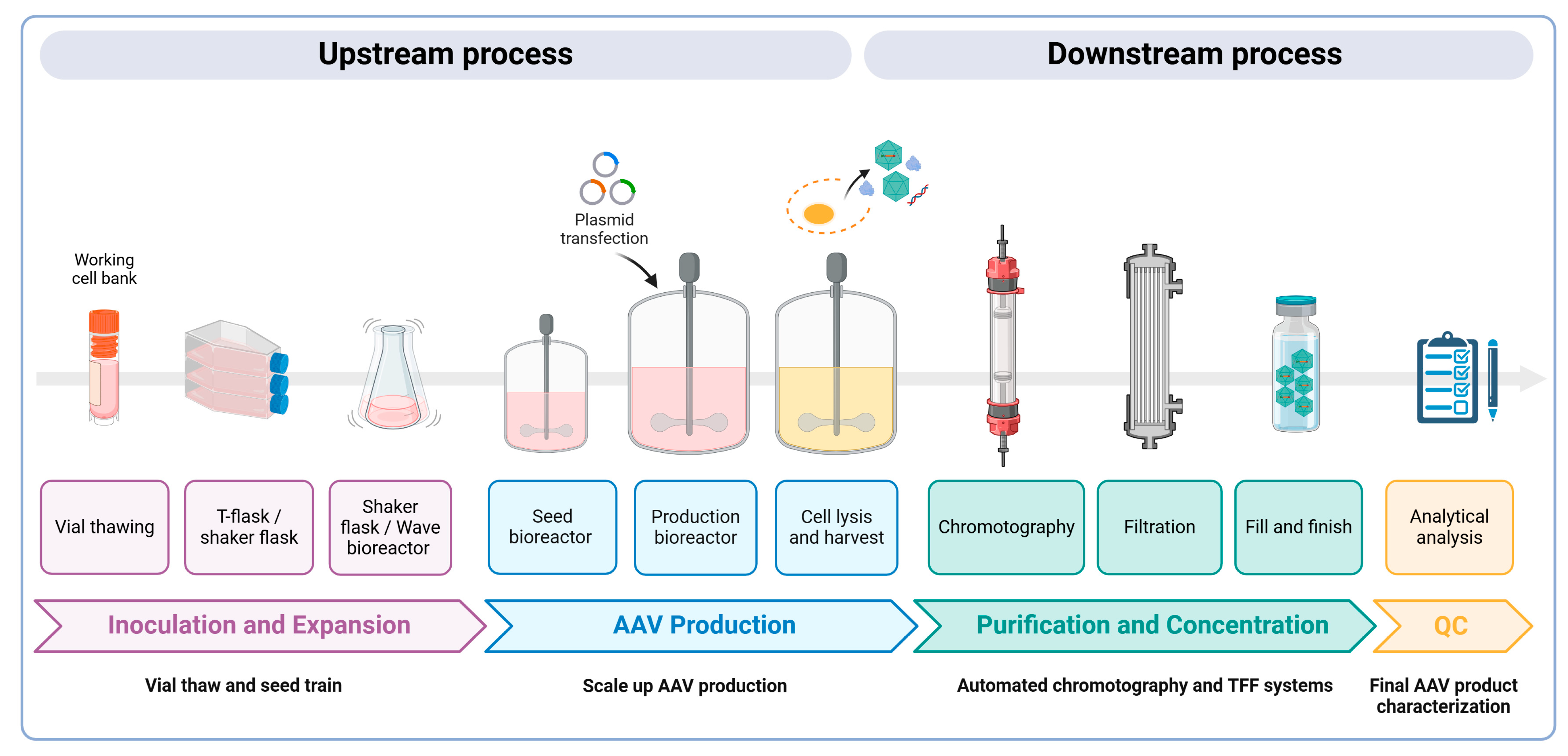 Viruses 17 00239 g003