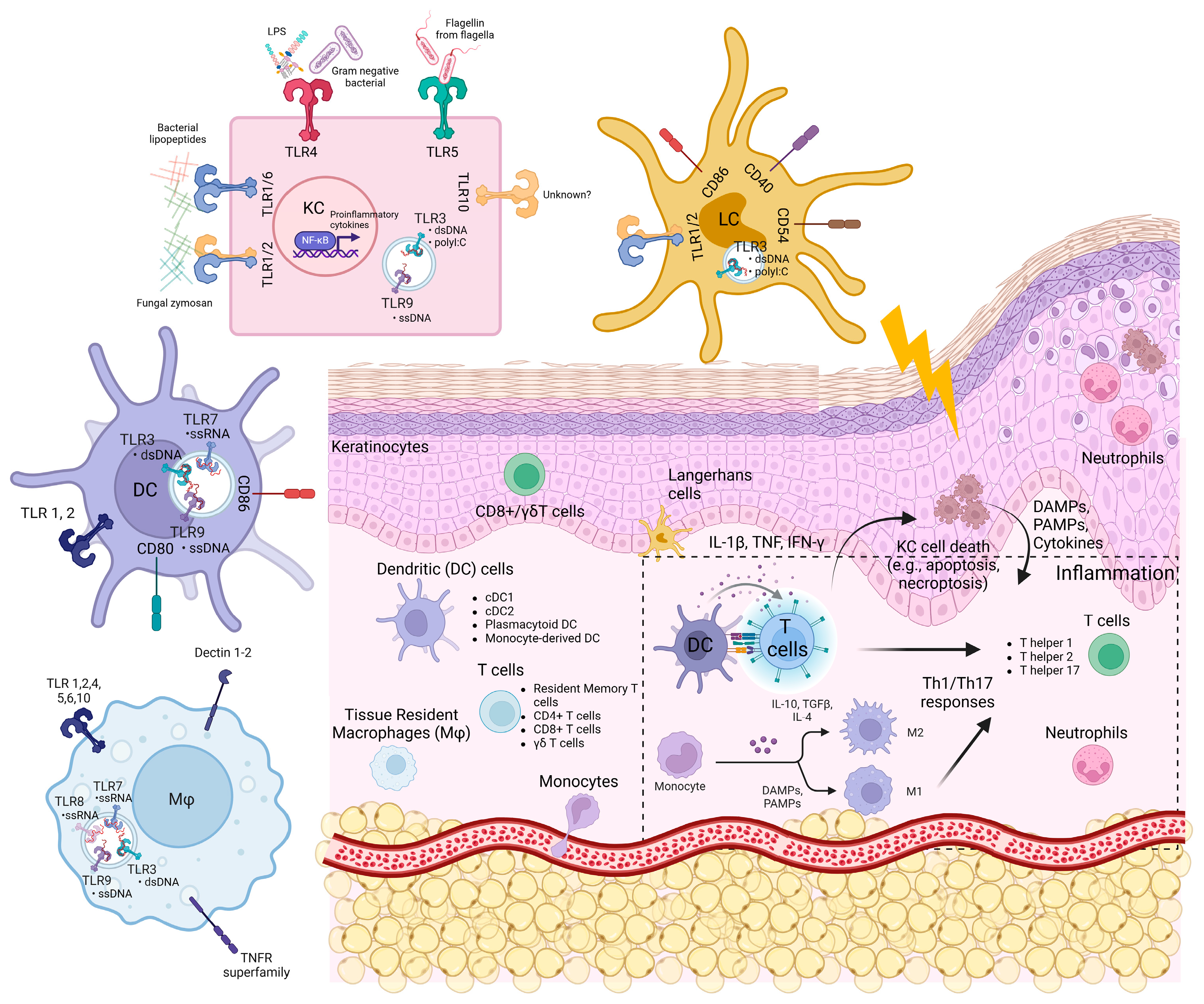 Viruses 17 00241 g001