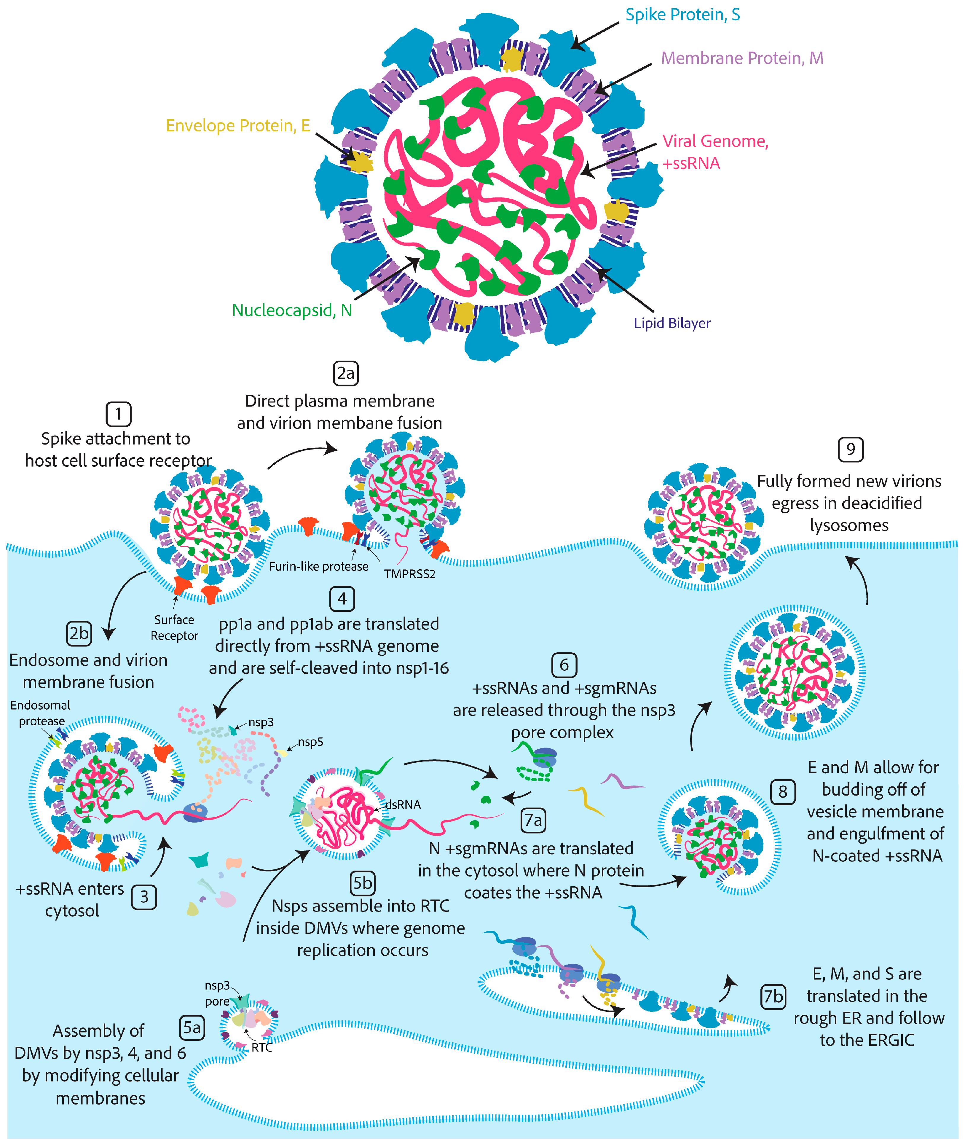 Viruses 17 00256 g001