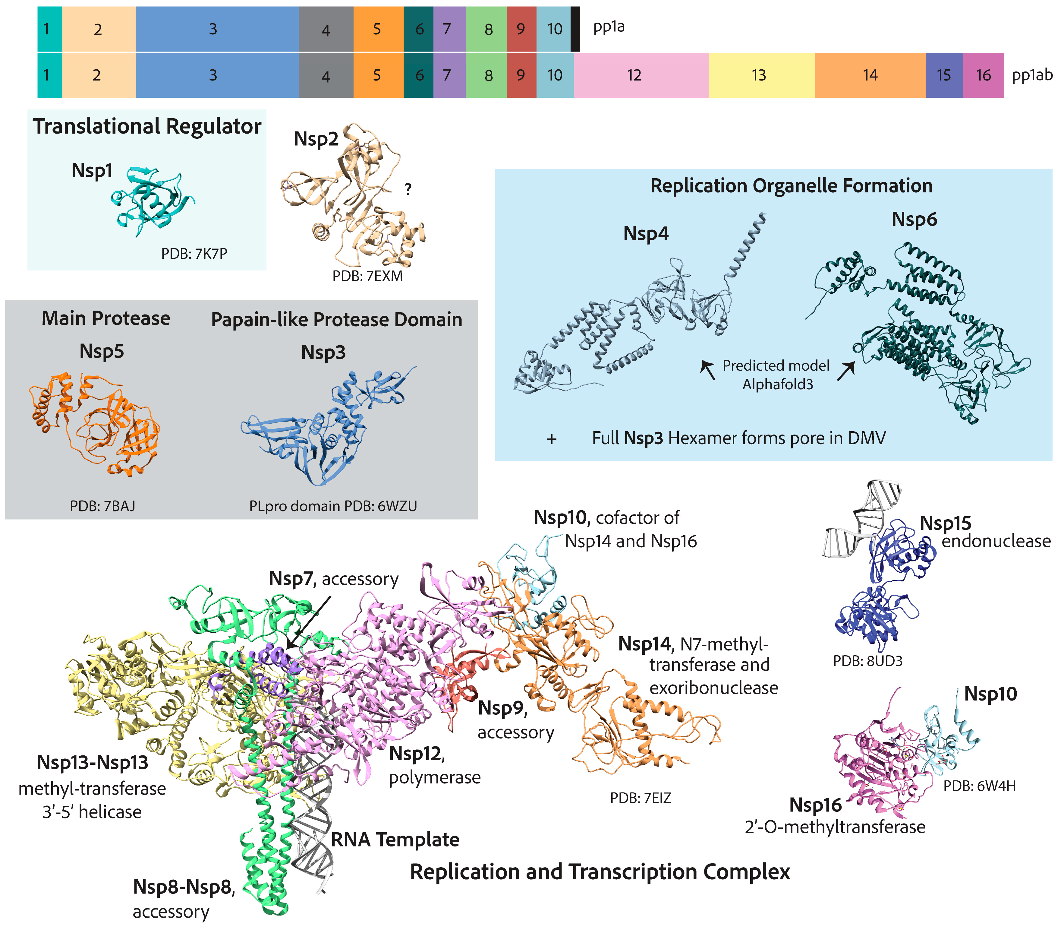 Viruses 17 00256 g004