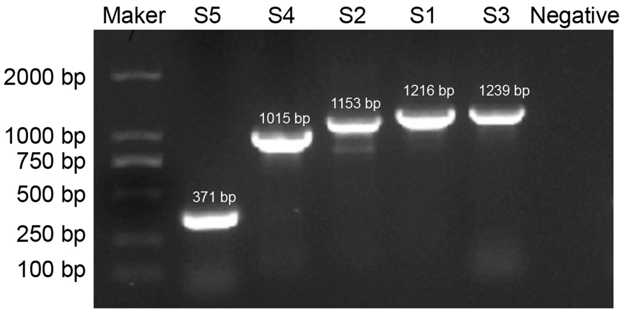 Viruses 17 00264 g003