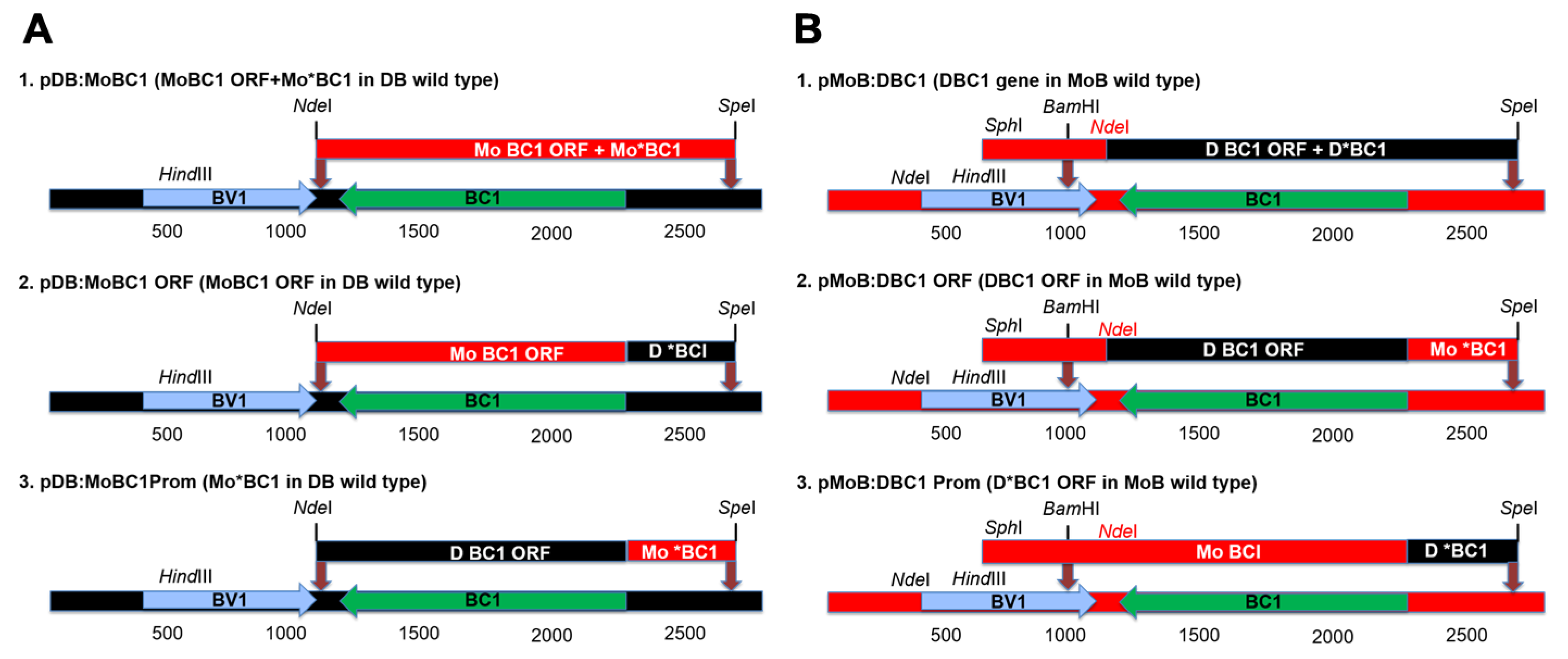 Viruses 17 00268 g001