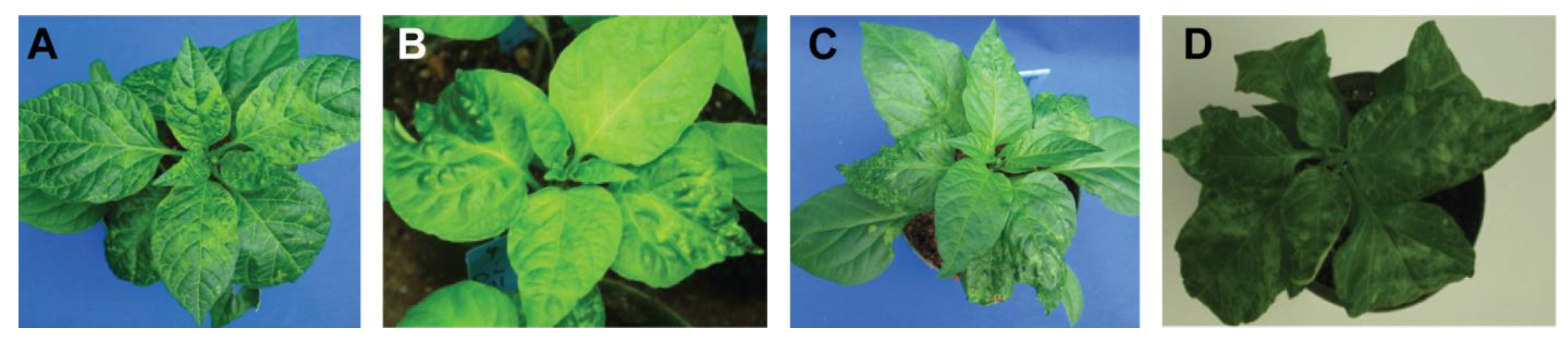 Viruses 17 00268 g002