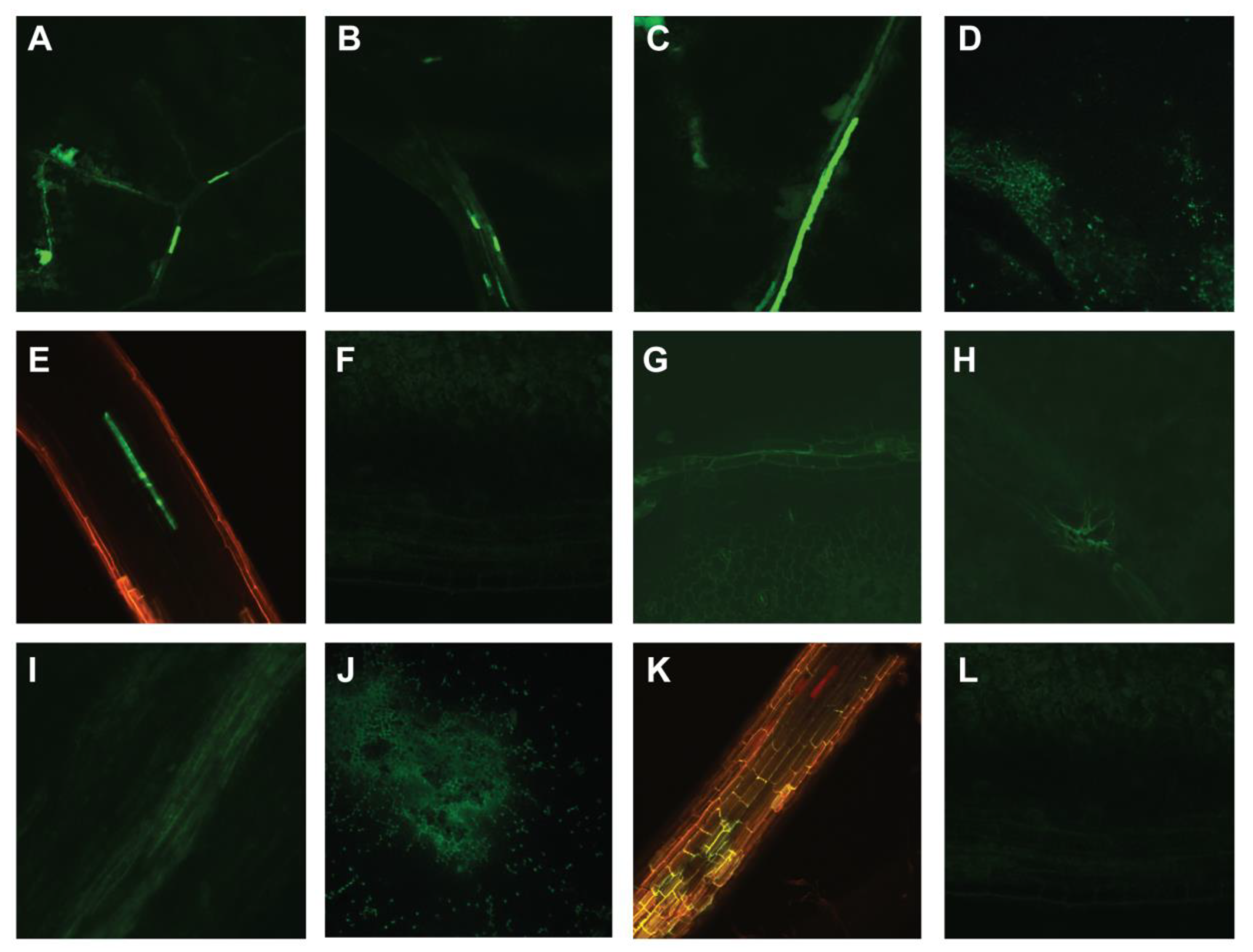 Viruses 17 00268 g004