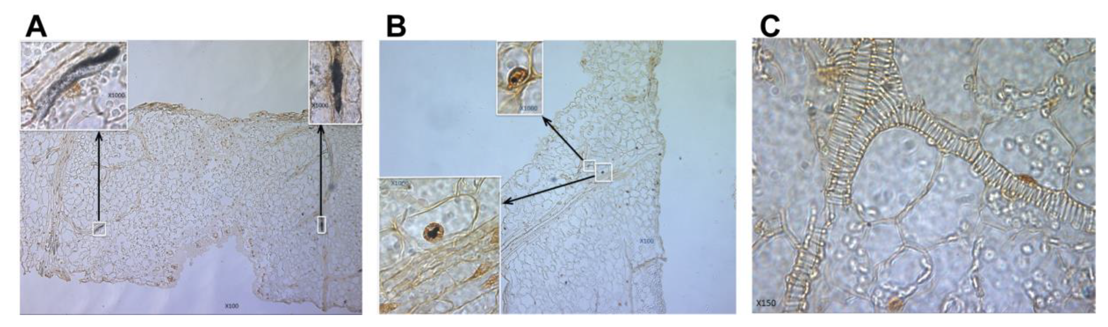 Viruses 17 00268 g005