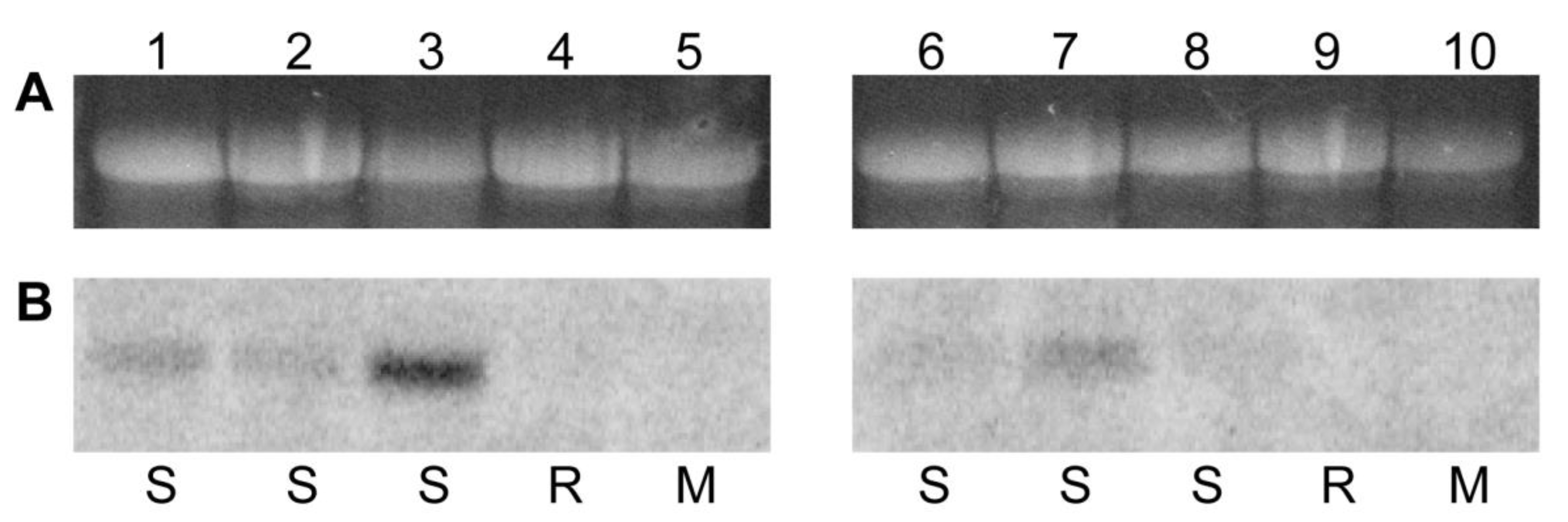 Viruses 17 00268 g006