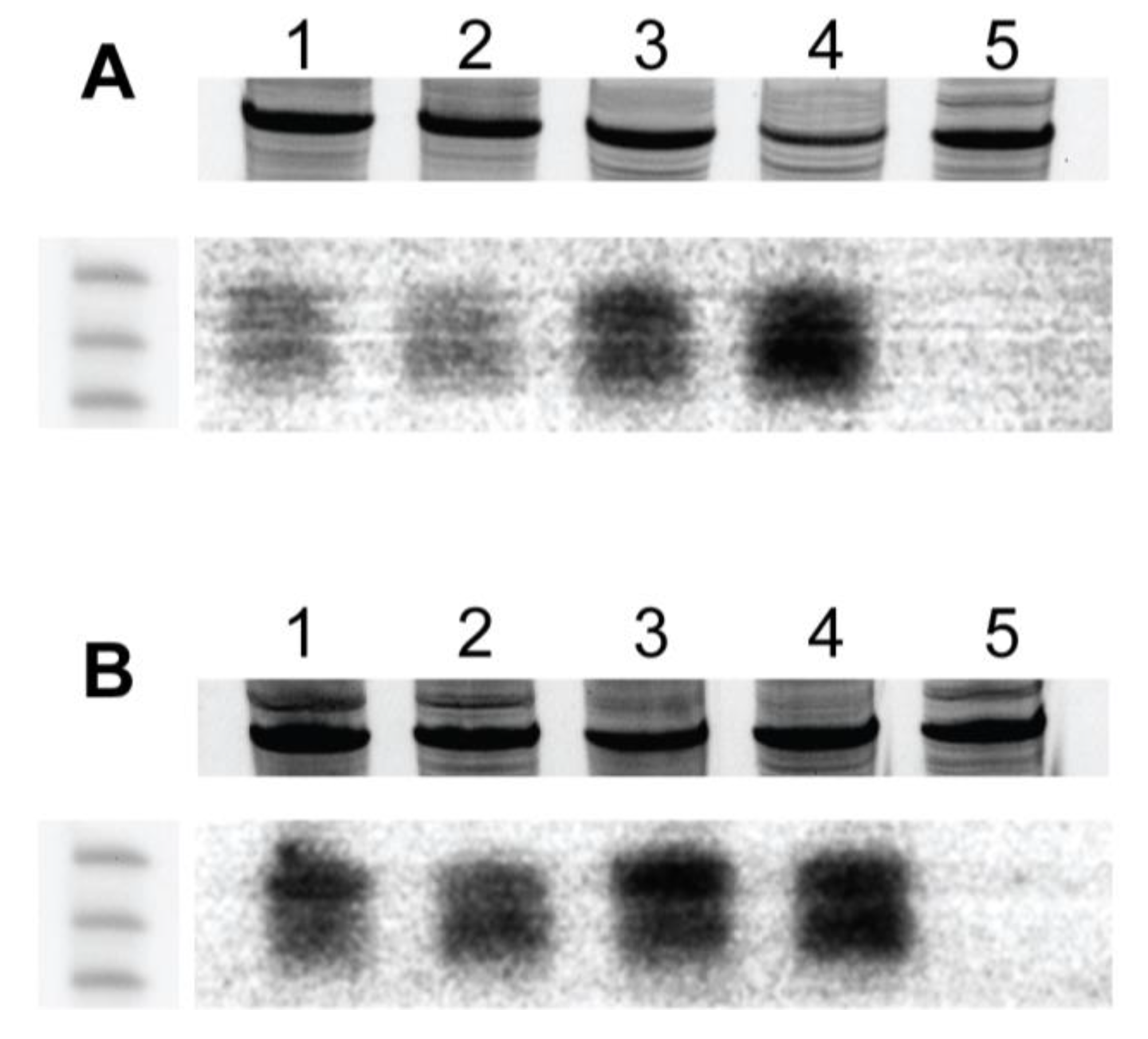 Viruses 17 00268 g007