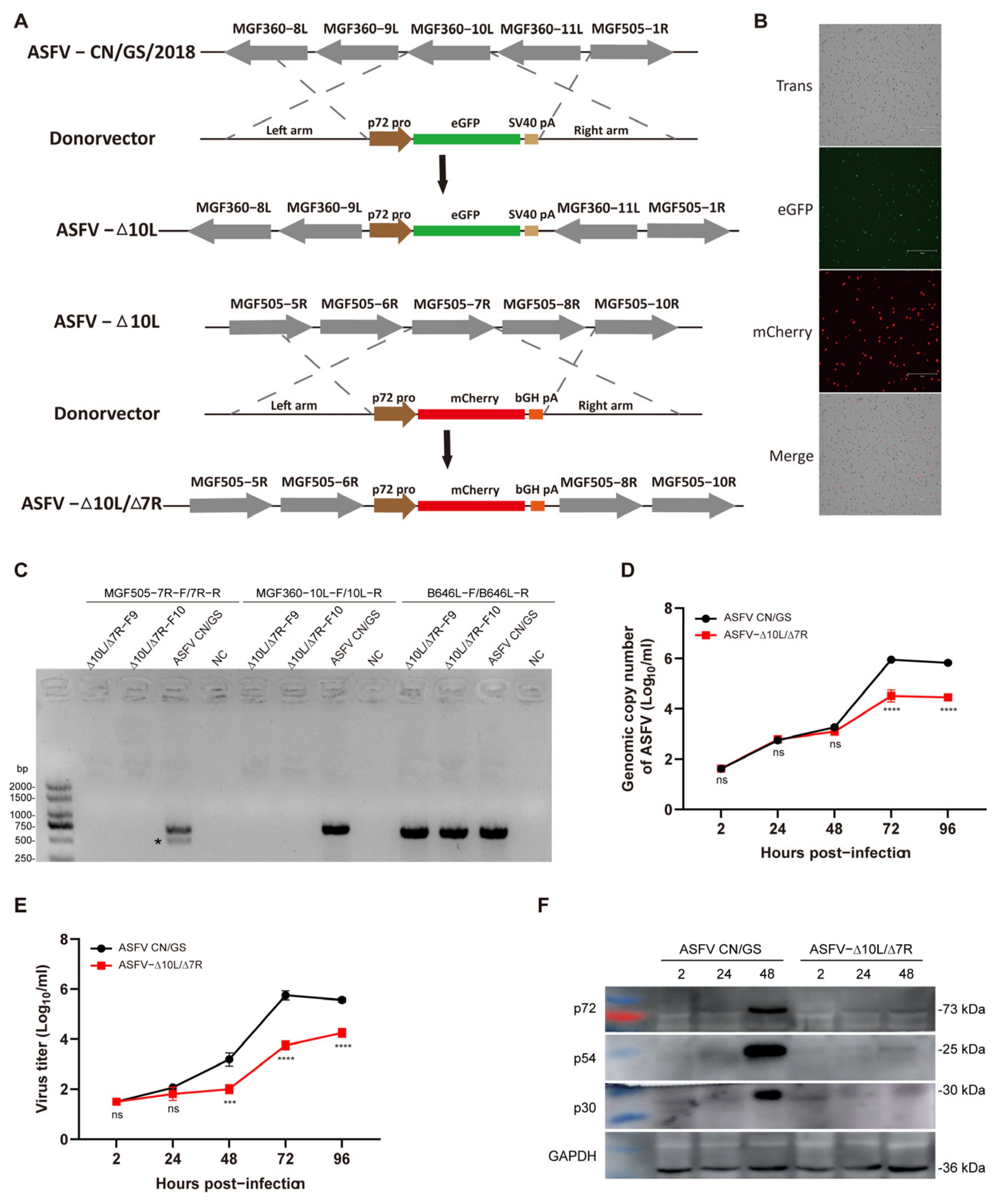 Viruses 17 00283 g001