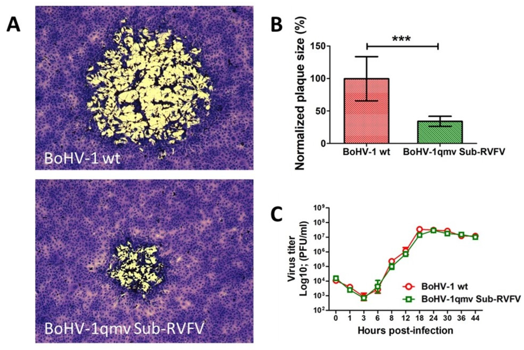 Viruses 17 00304 g004