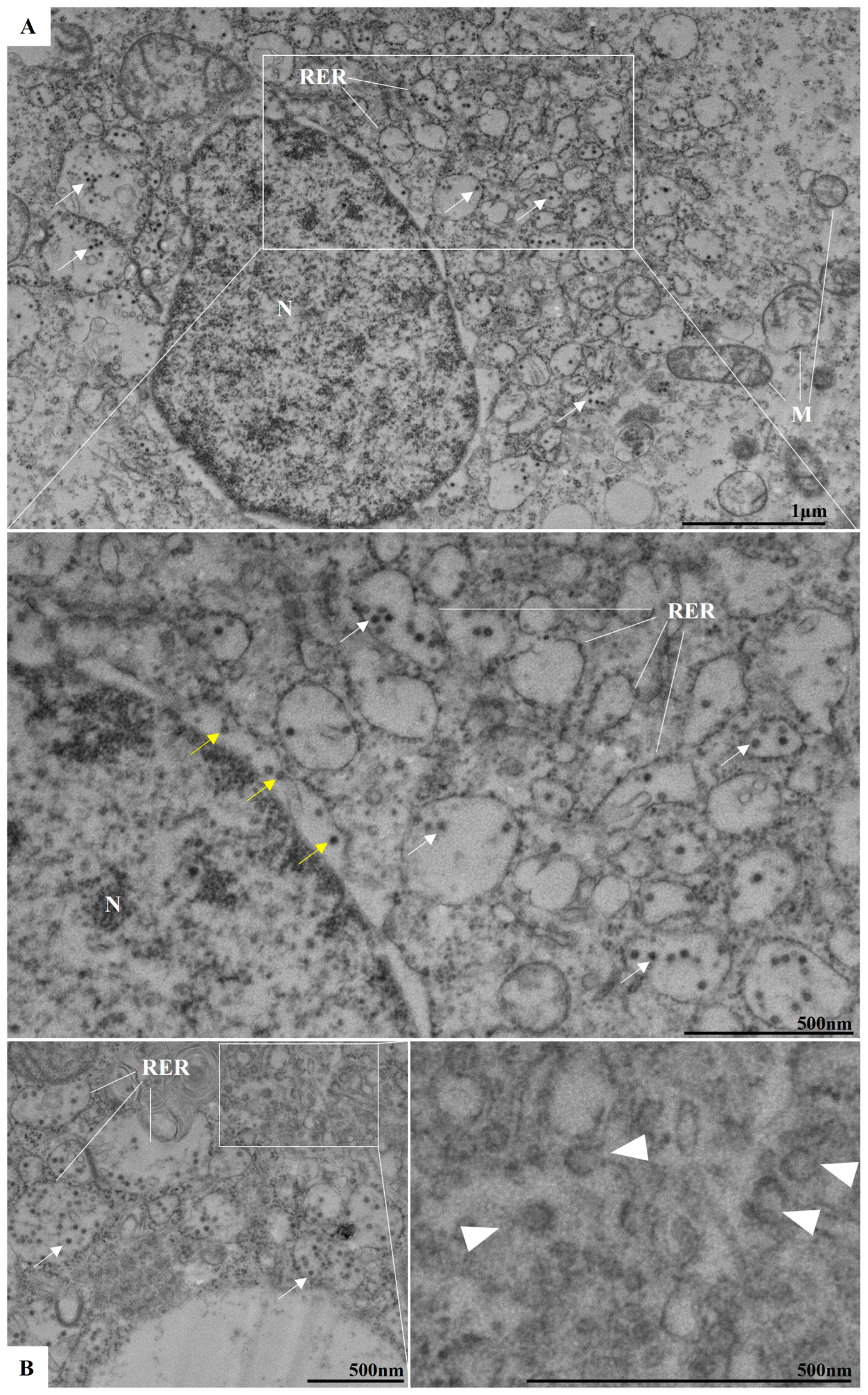 Viruses 17 00320 g006