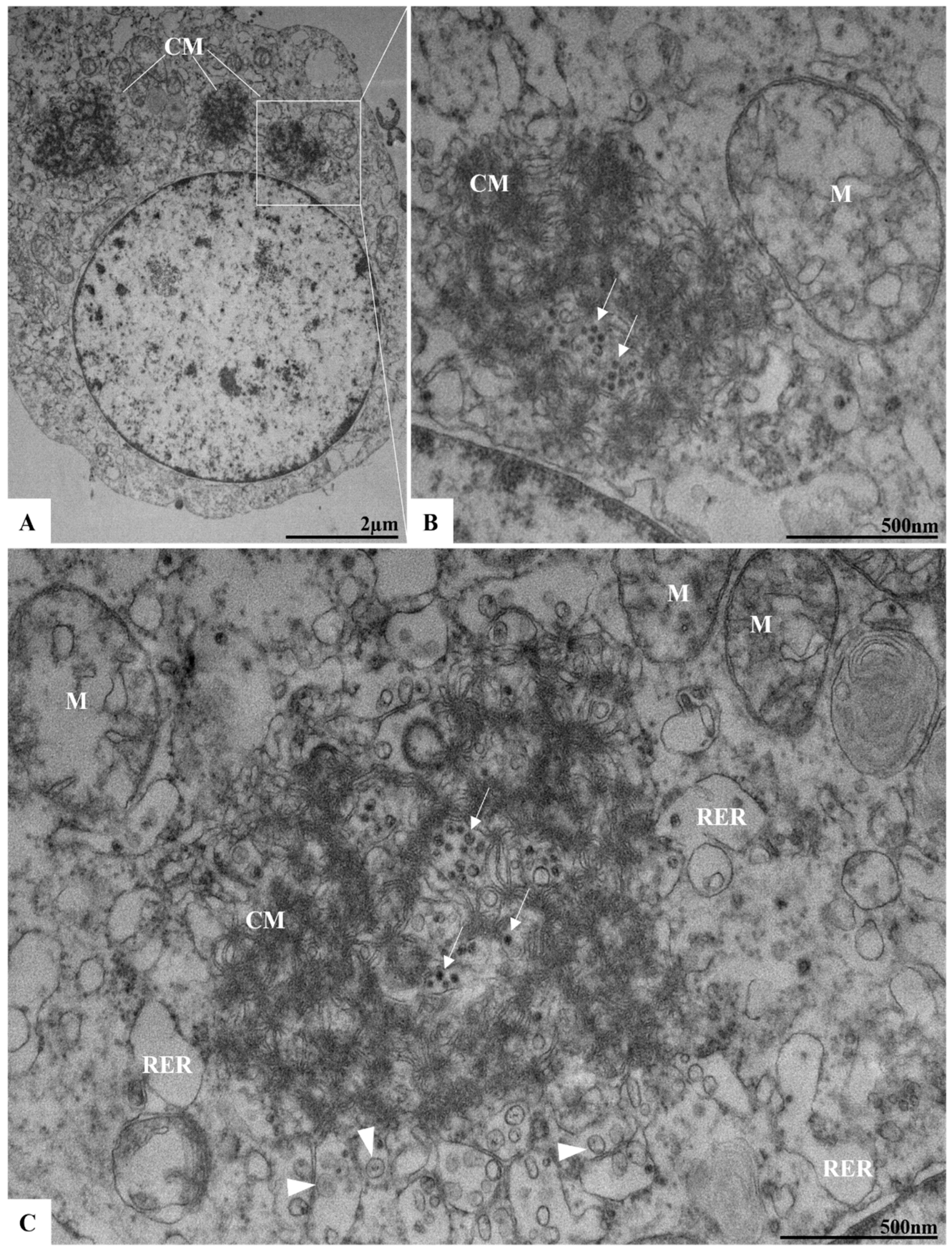Viruses 17 00320 g007