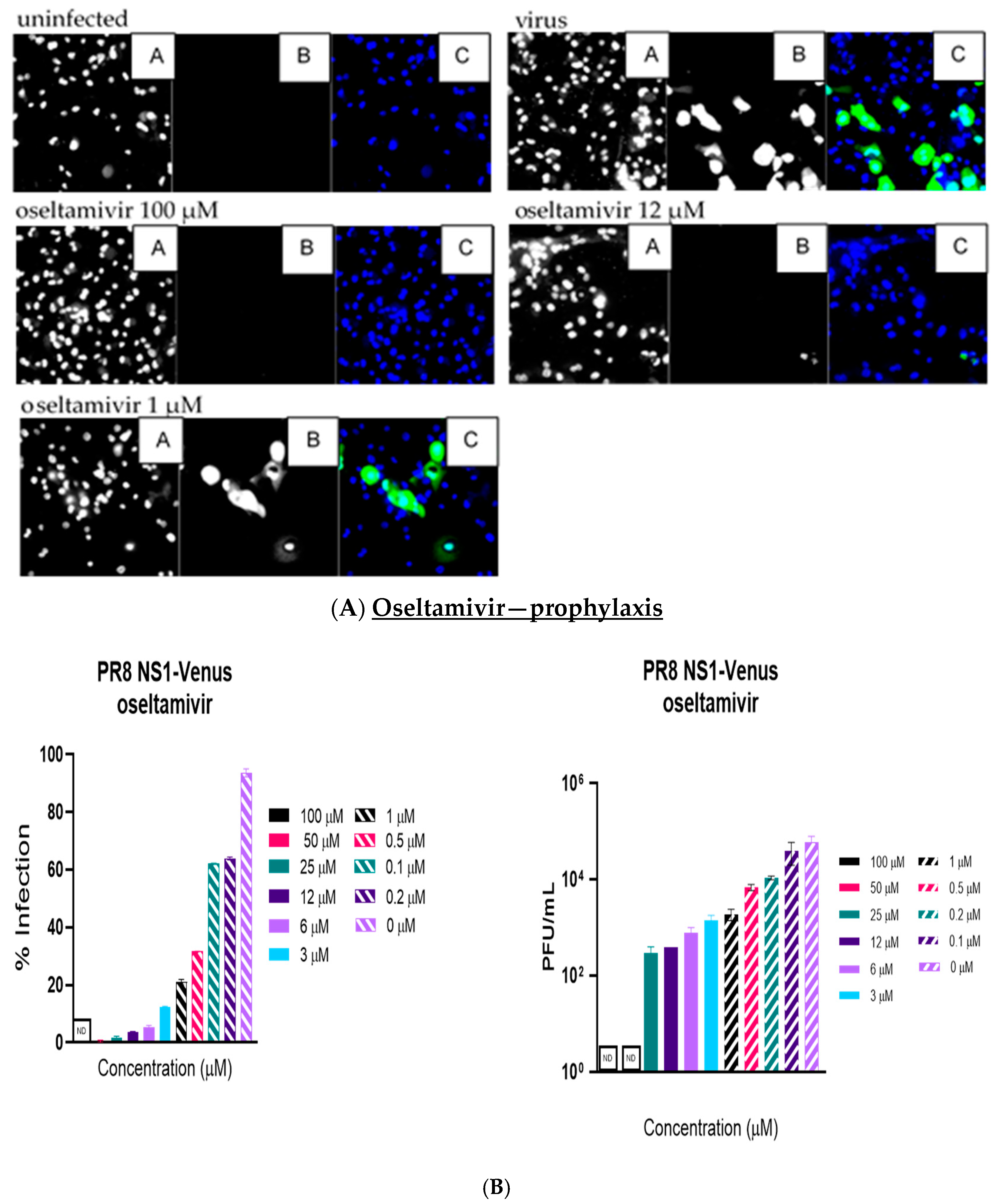 Viruses 17 00335 g002