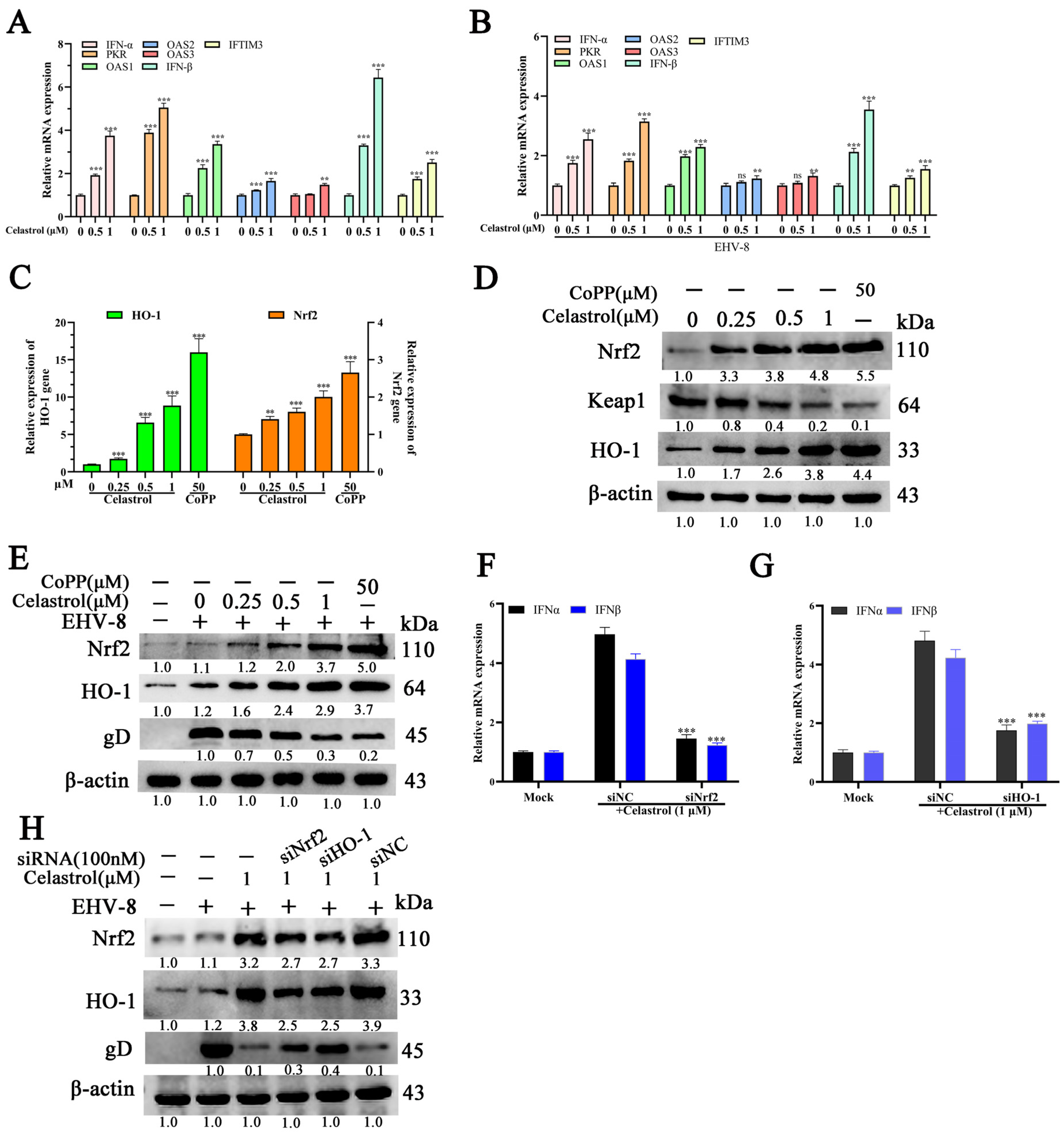 Viruses 17 00347 g005