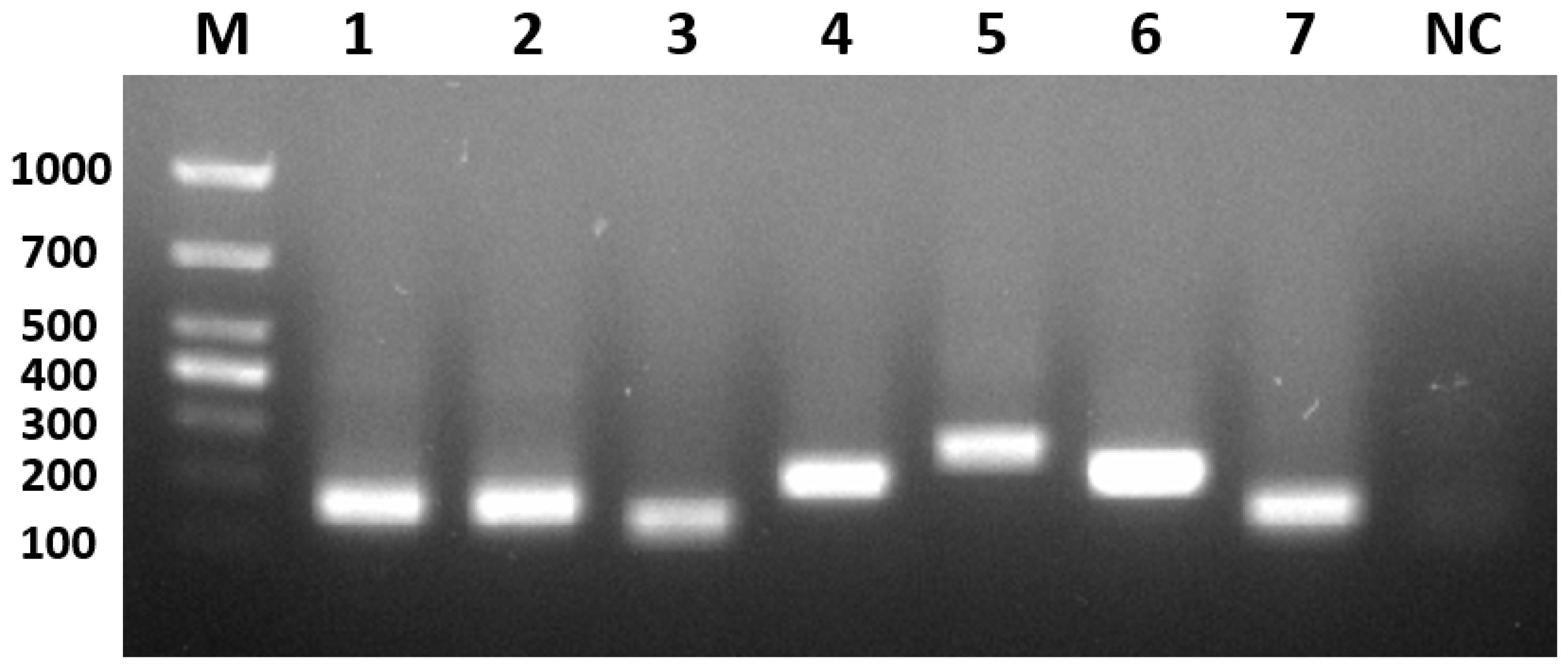 Viruses 17 00358 g002 Viruses 17 00358 g002