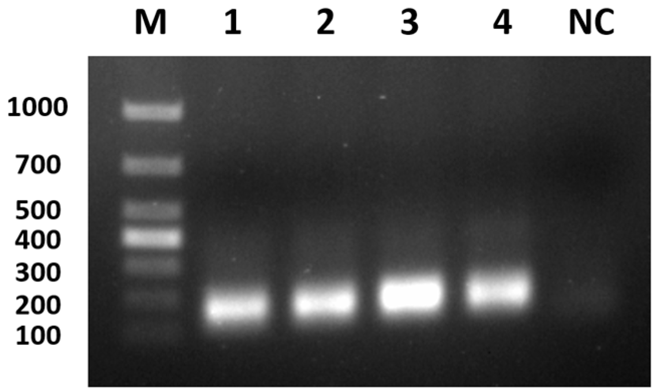 Viruses 17 00358 g004 Viruses 17 00358 g004