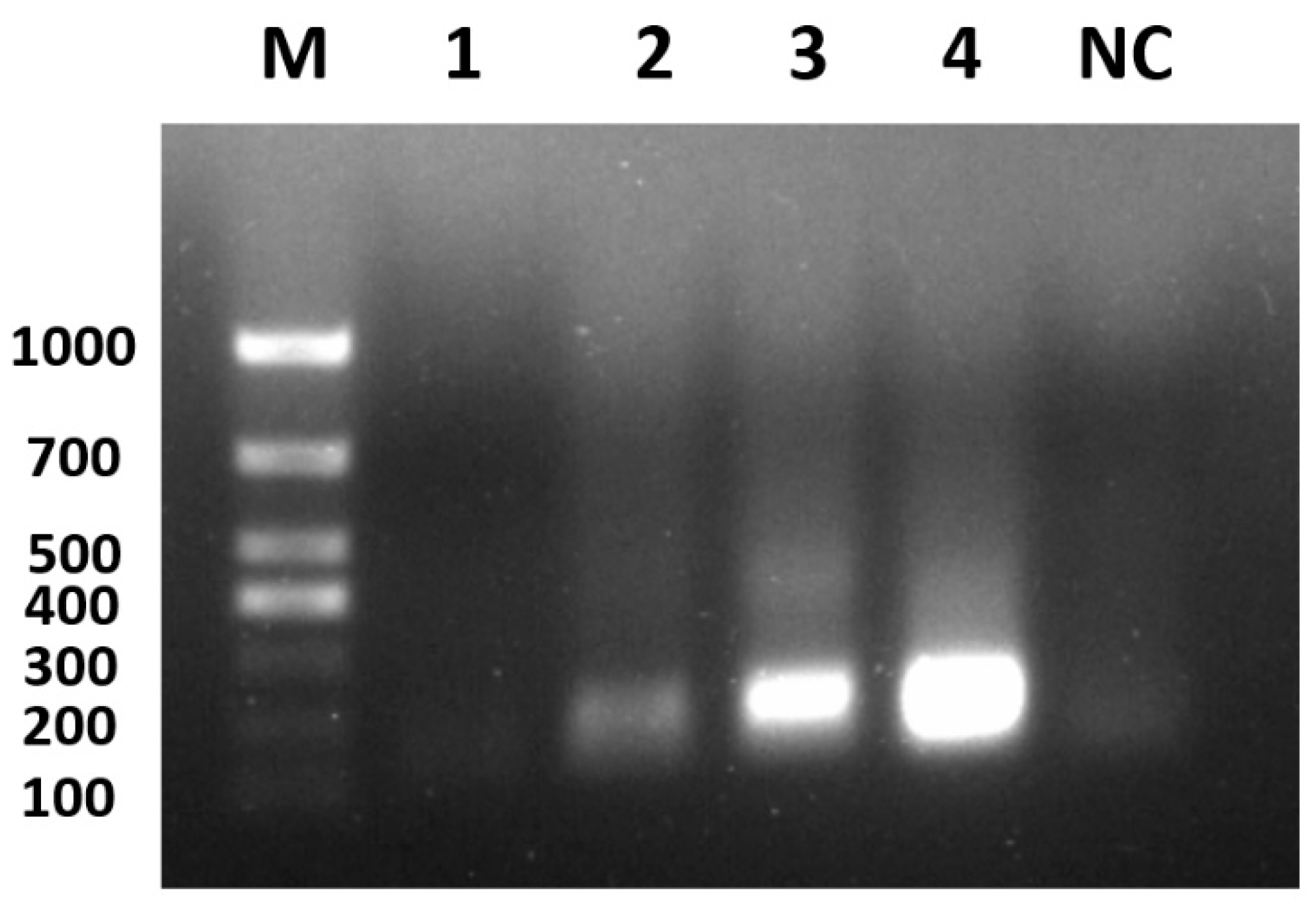 Viruses 17 00358 g005 Viruses 17 00358 g005
