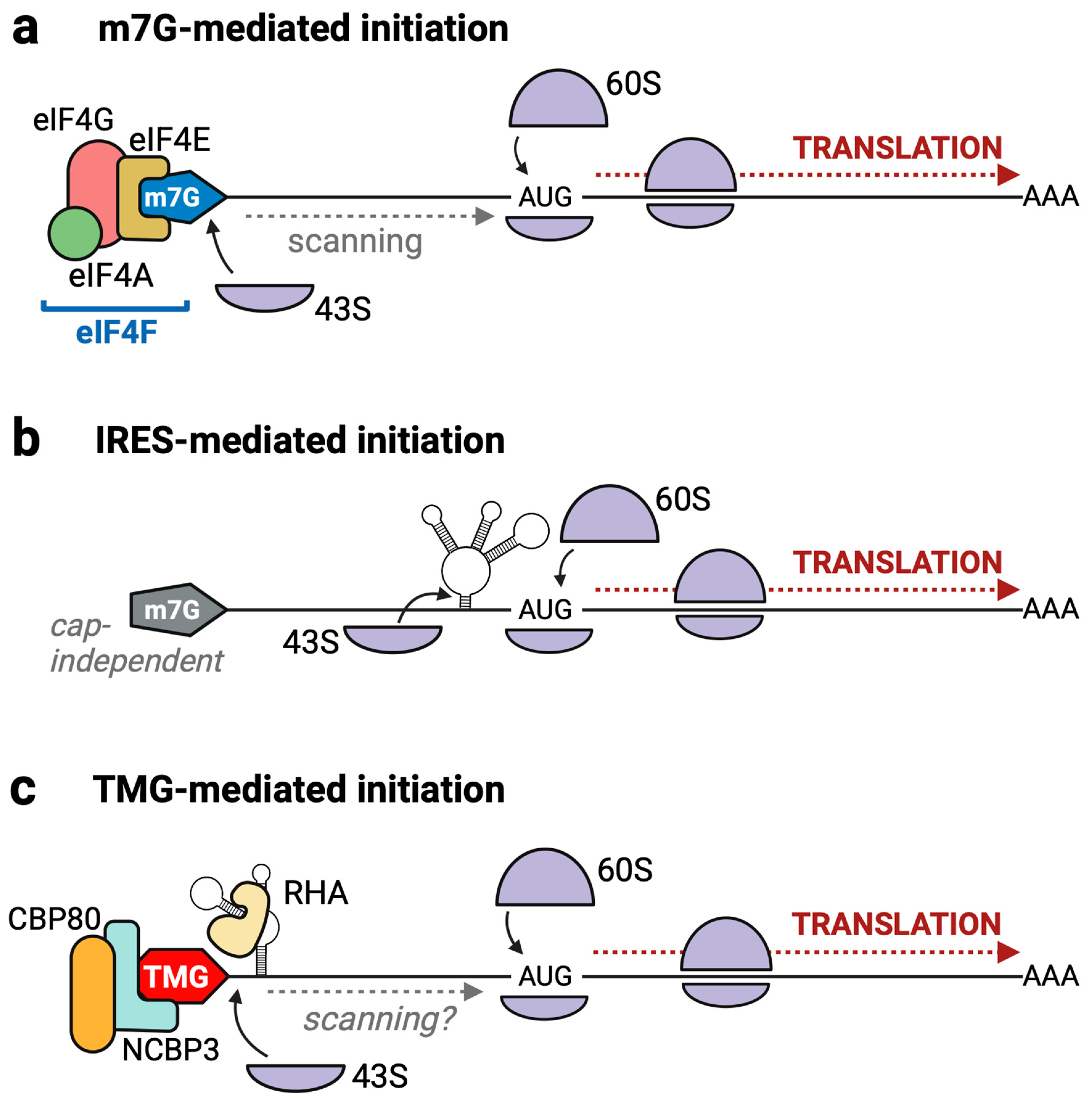 Viruses 17 00372 g002