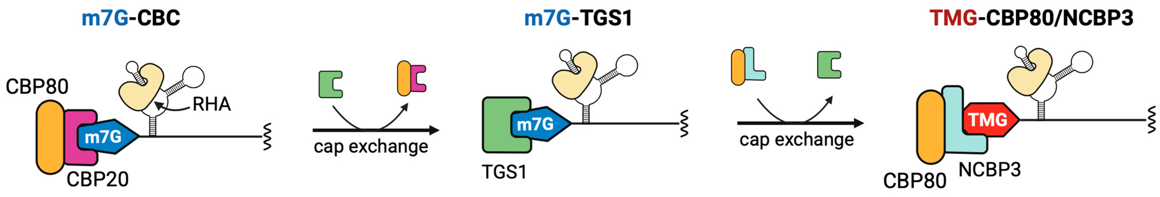 Viruses 17 00372 g003