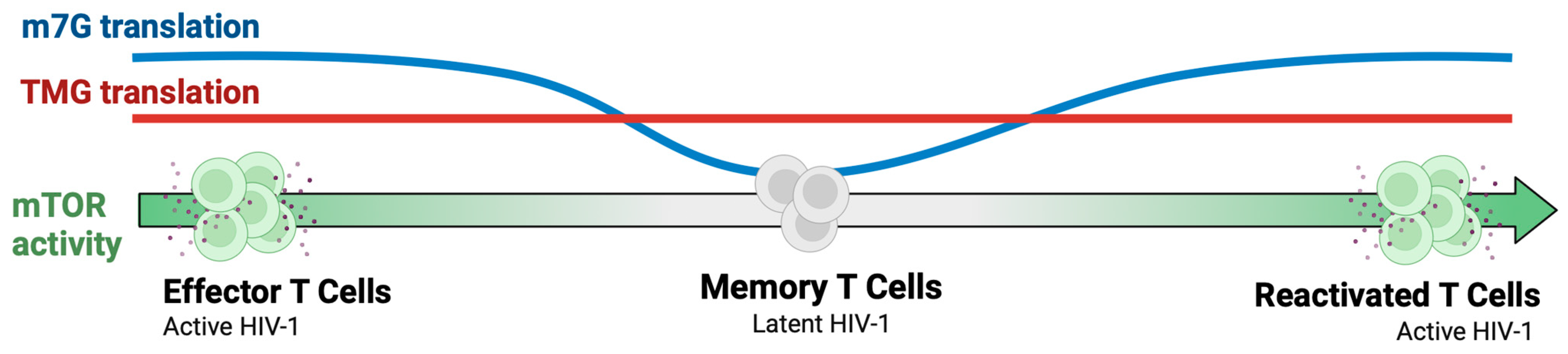 Viruses 17 00372 g004