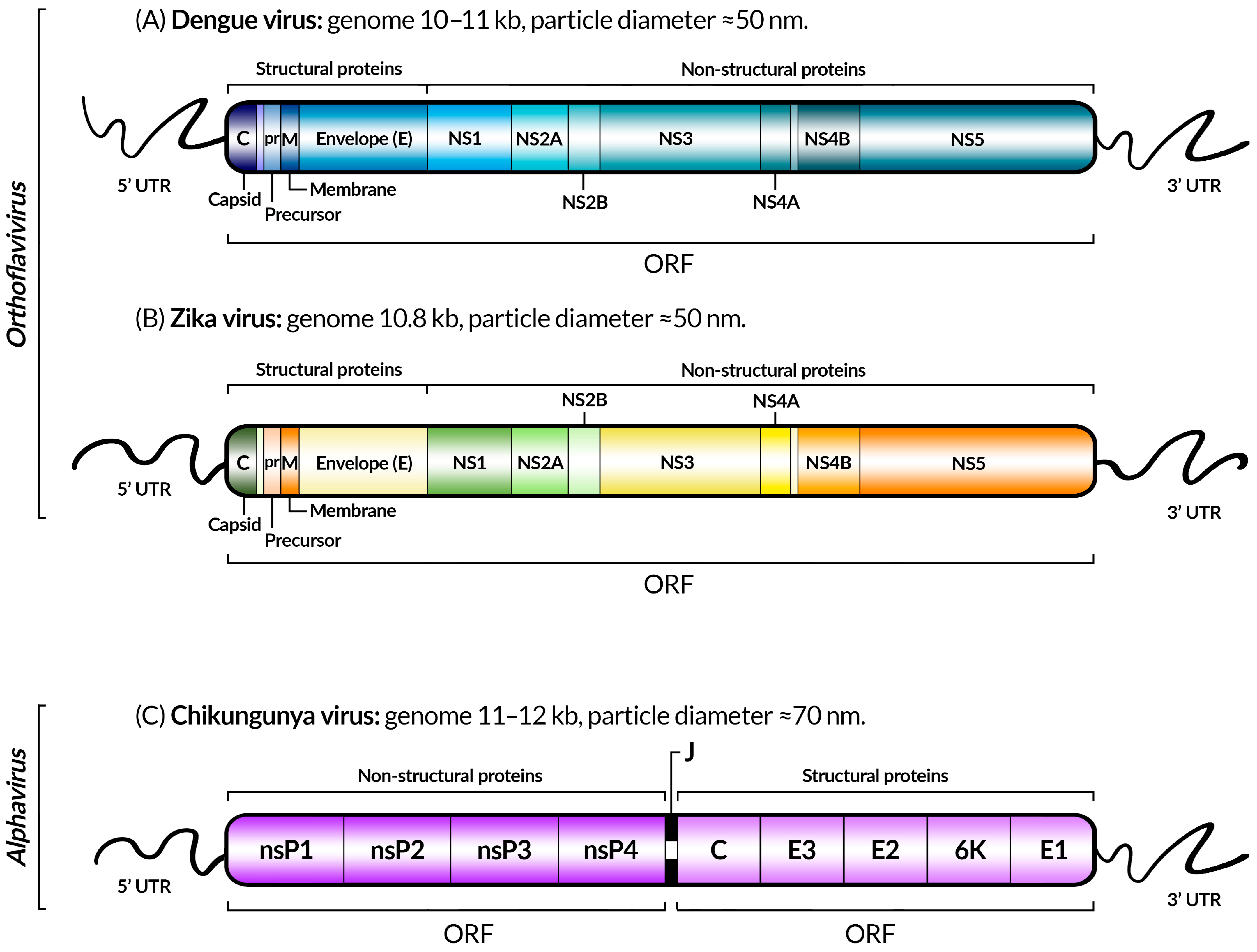 Viruses 17 00382 g003 Viruses 17 00382 g003