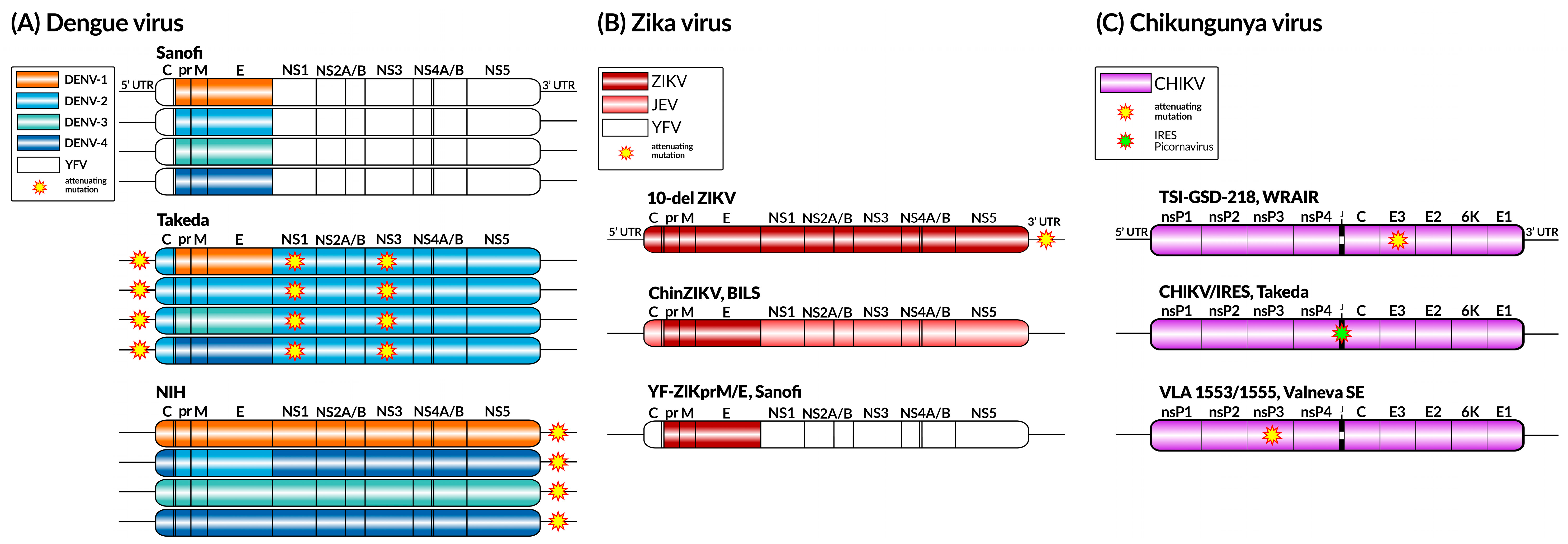 Viruses 17 00382 g004 Viruses 17 00382 g004