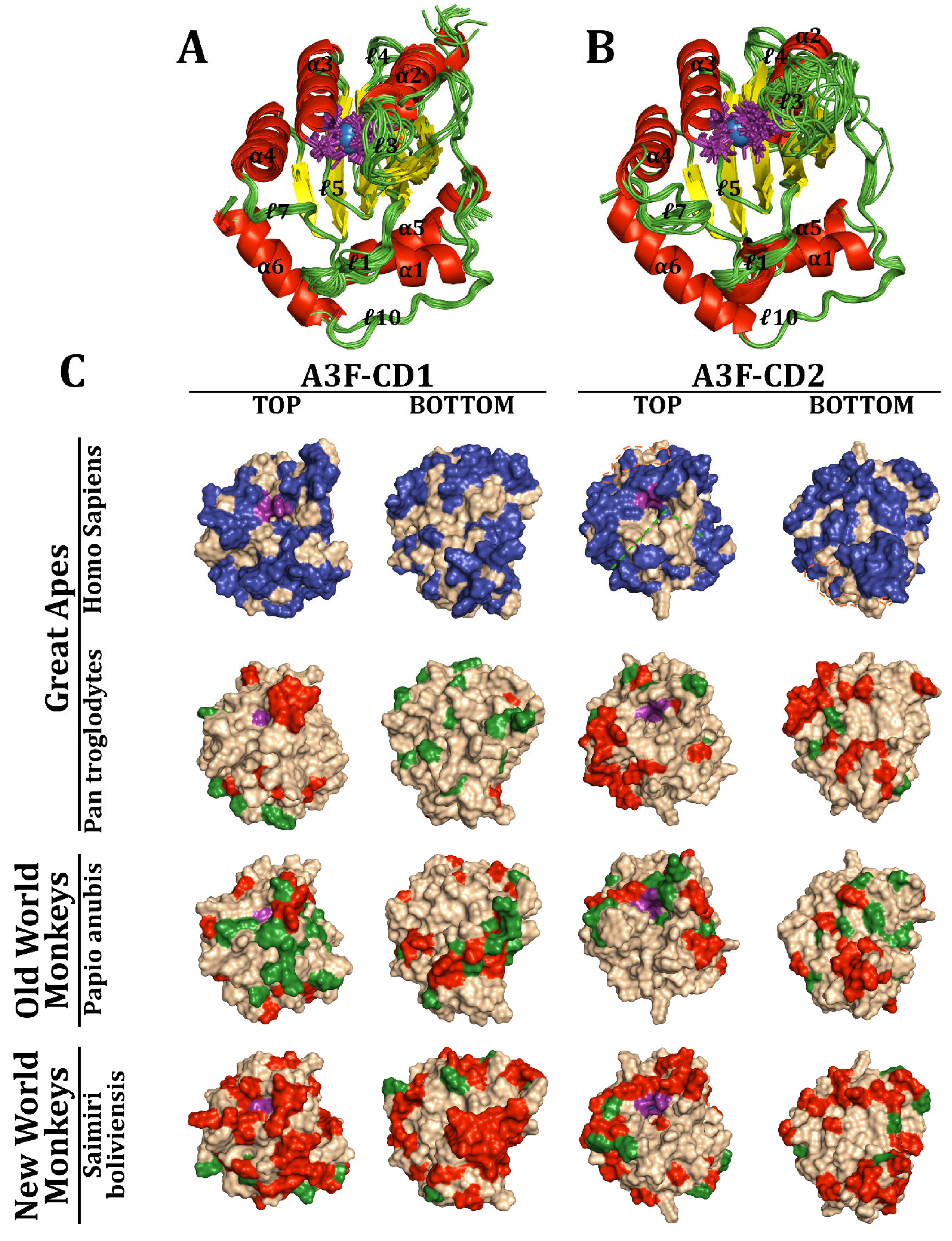 Viruses 17 00393 g006