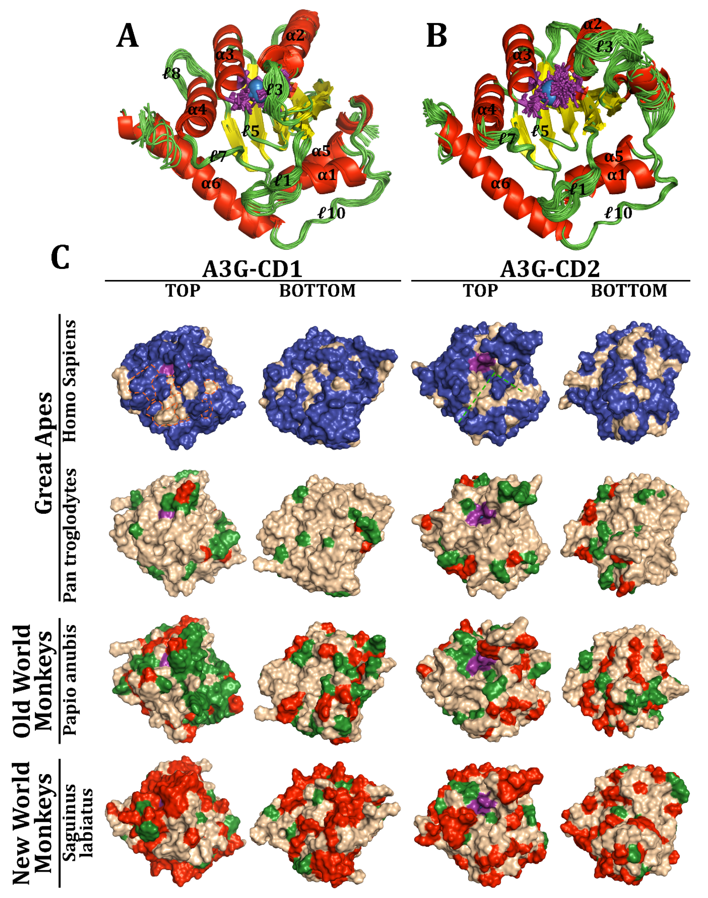 Viruses 17 00393 g007