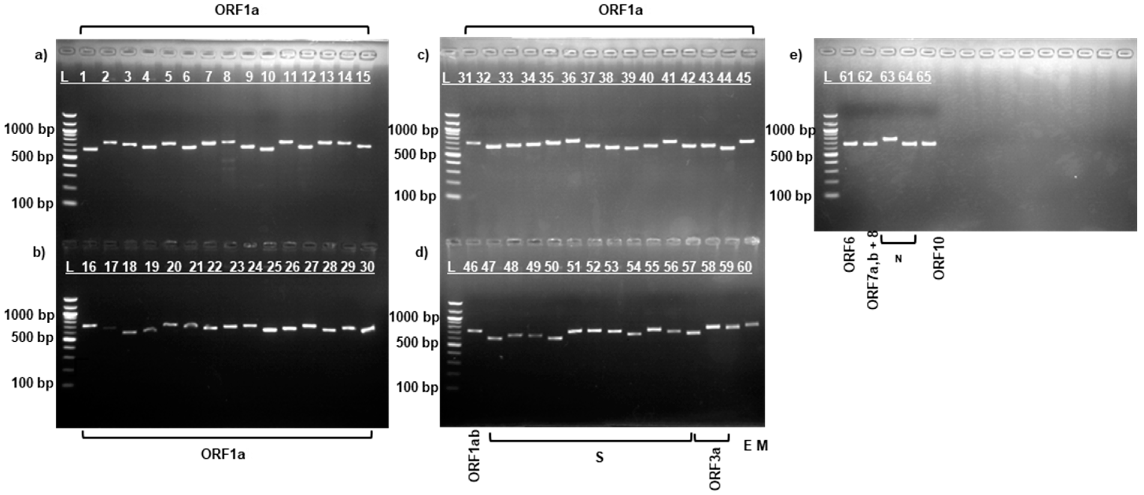 Viruses 17 00415 g001