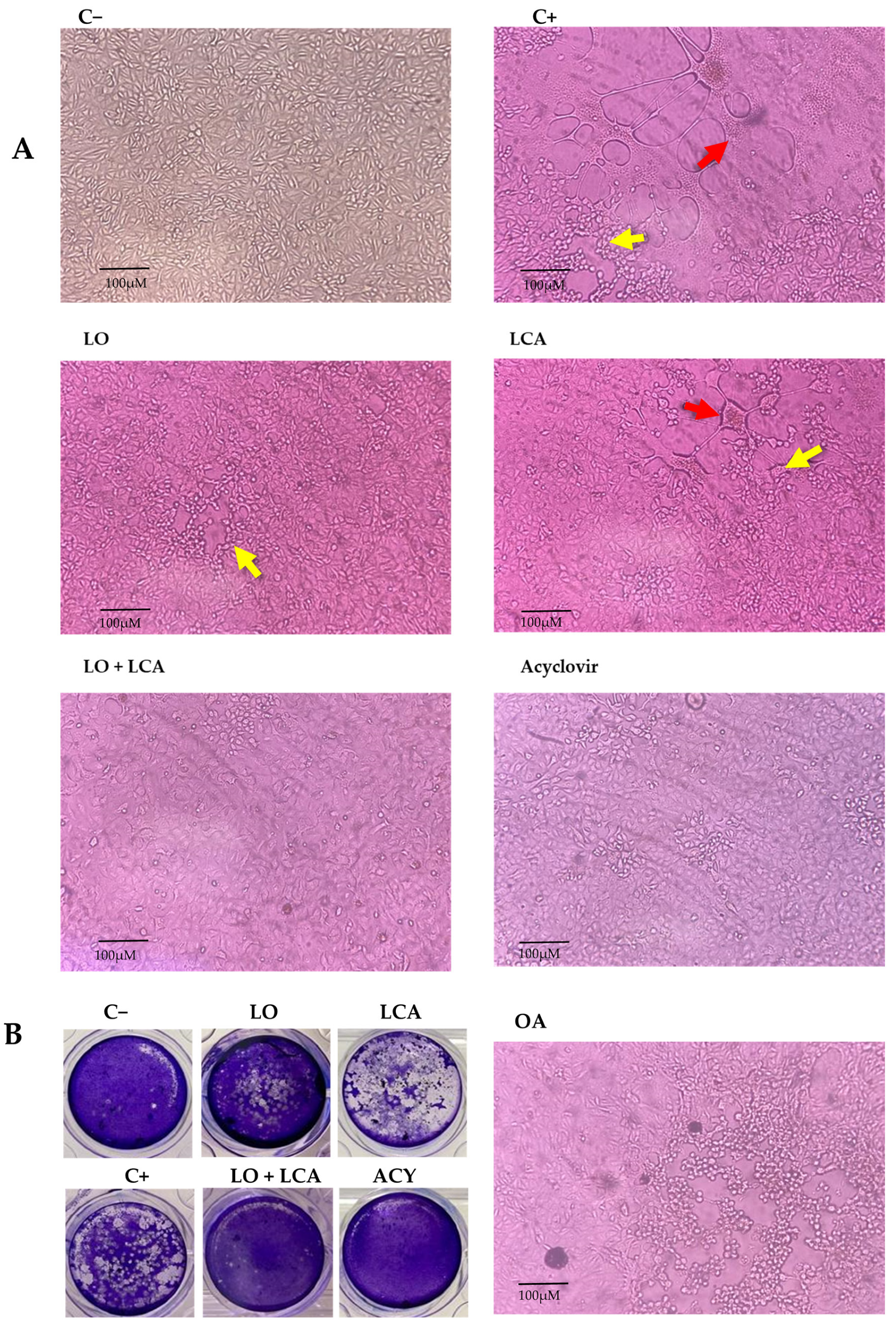 Viruses 17 00416 g005