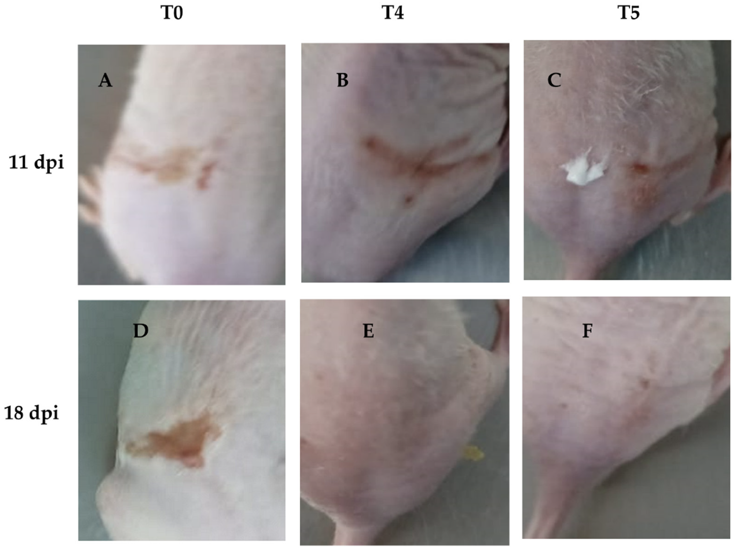 Viruses 17 00416 g008