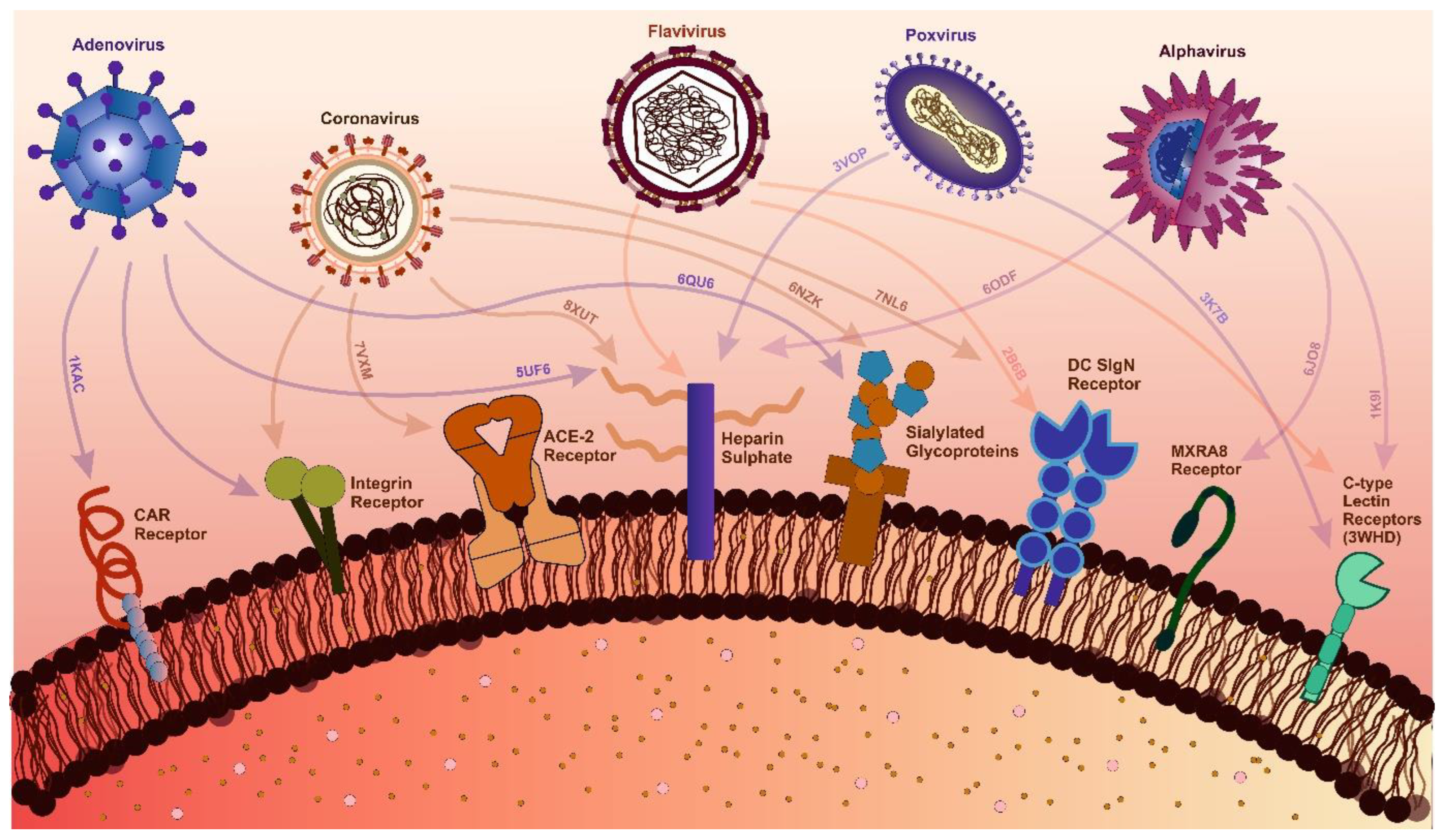 Viruses 17 00417 g002