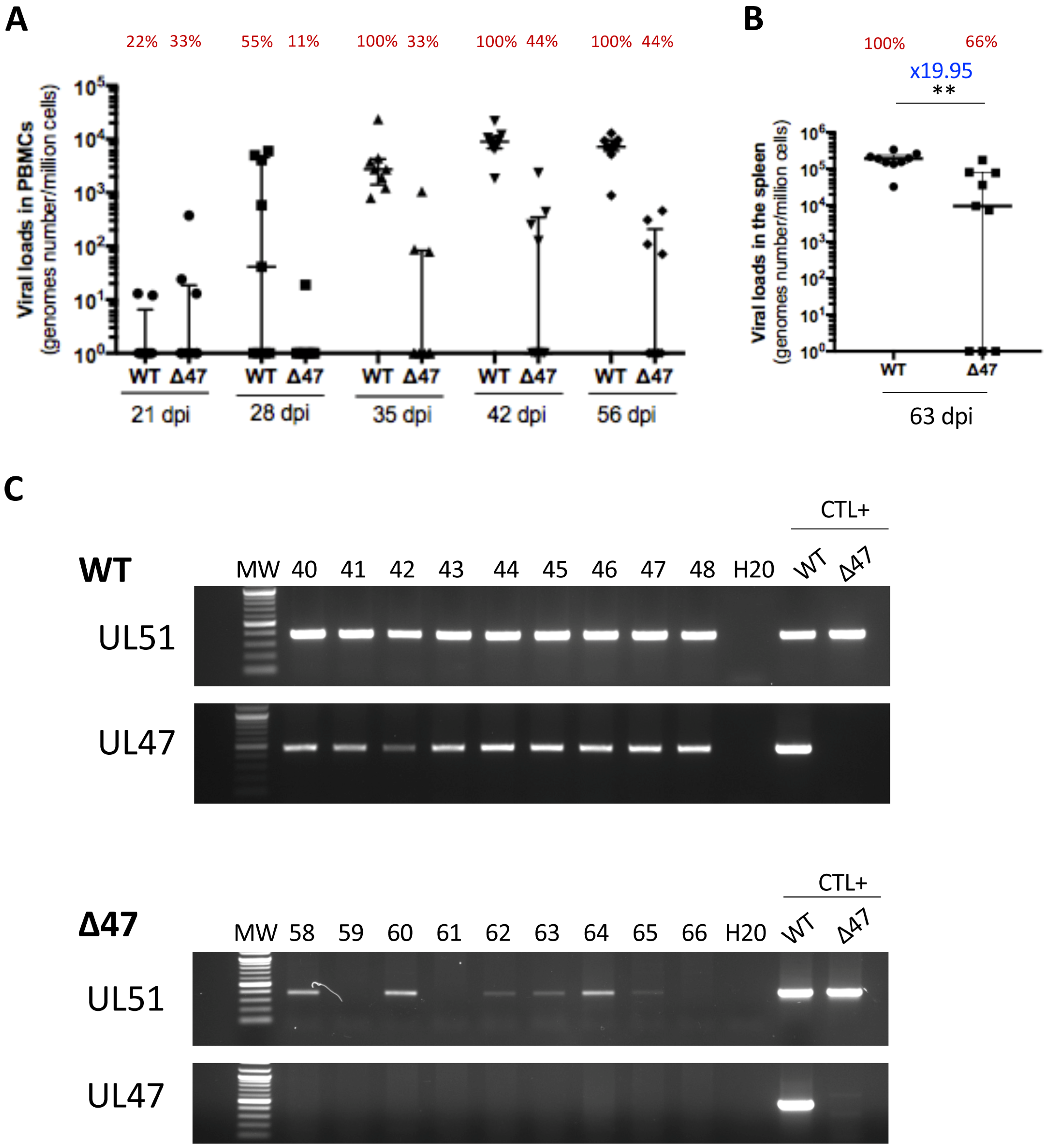 Viruses 17 00431 g003