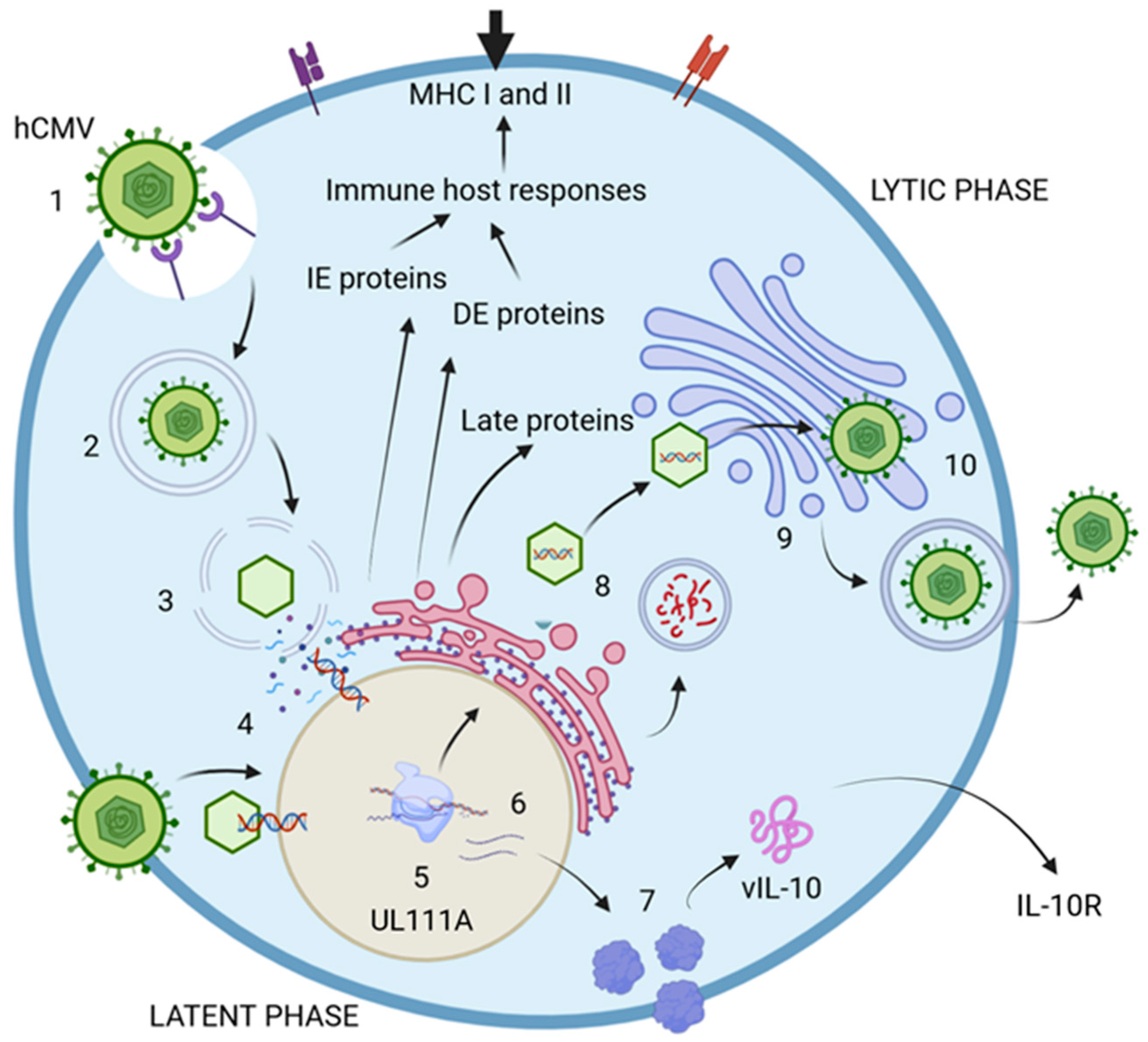 Viruses 17 00435 g002