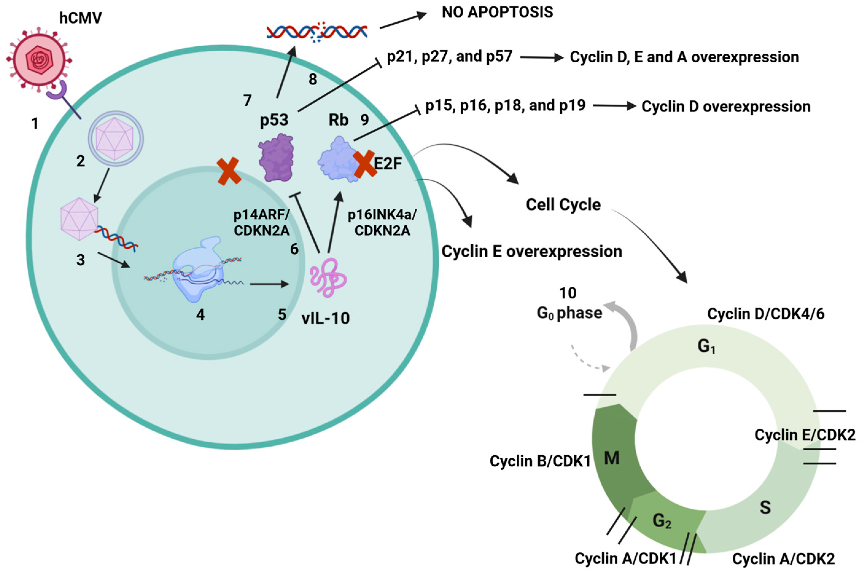 Viruses 17 00435 g003