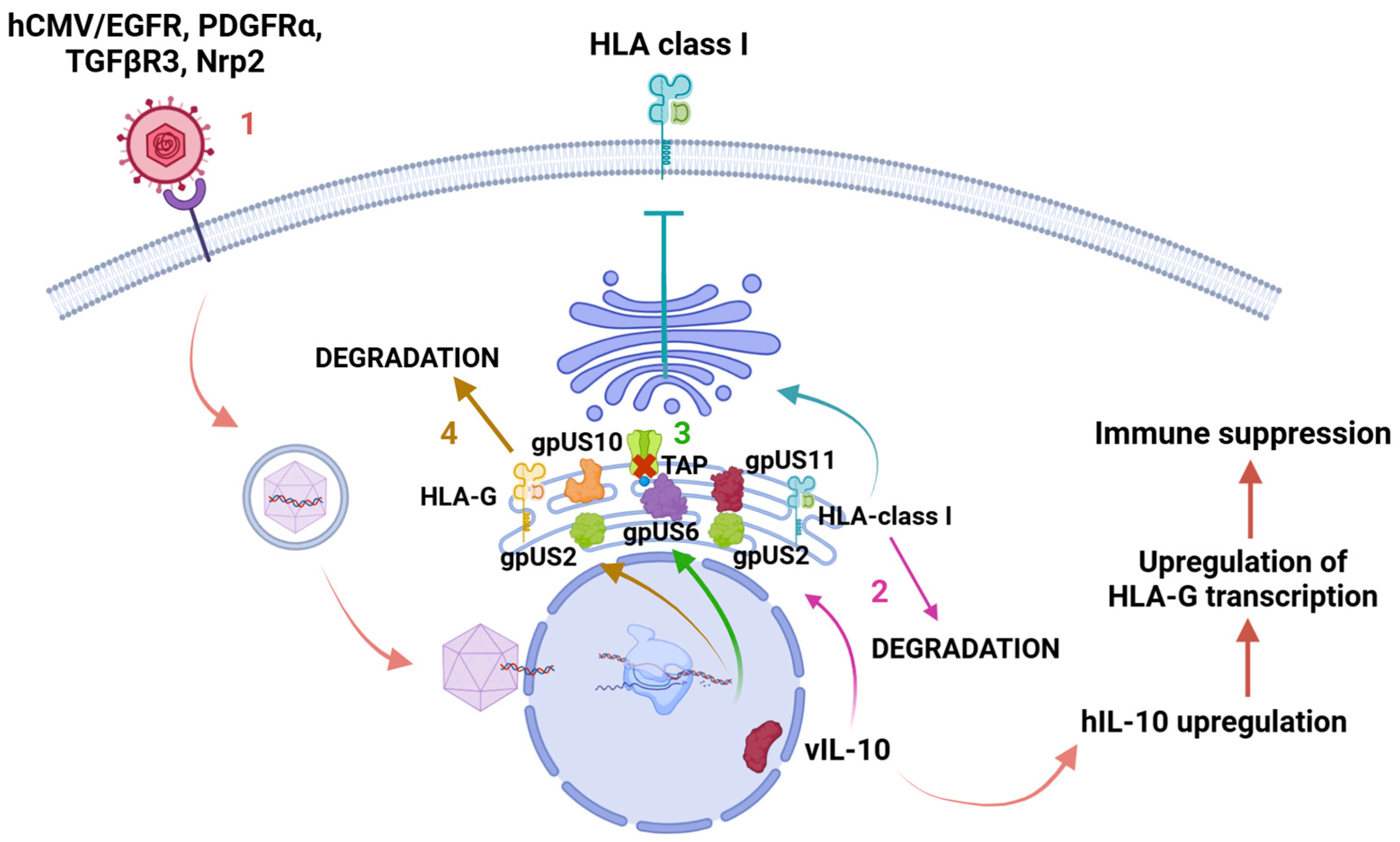 Viruses 17 00435 g004