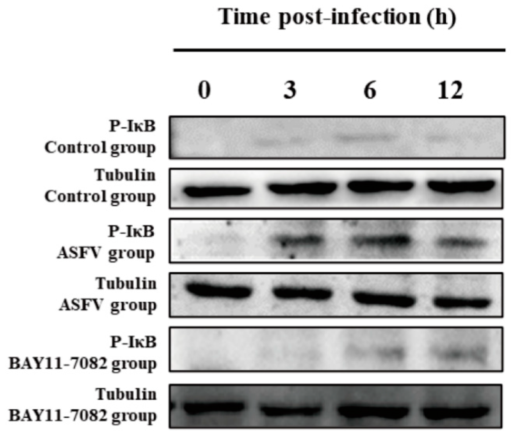 Viruses 17 00445 g001