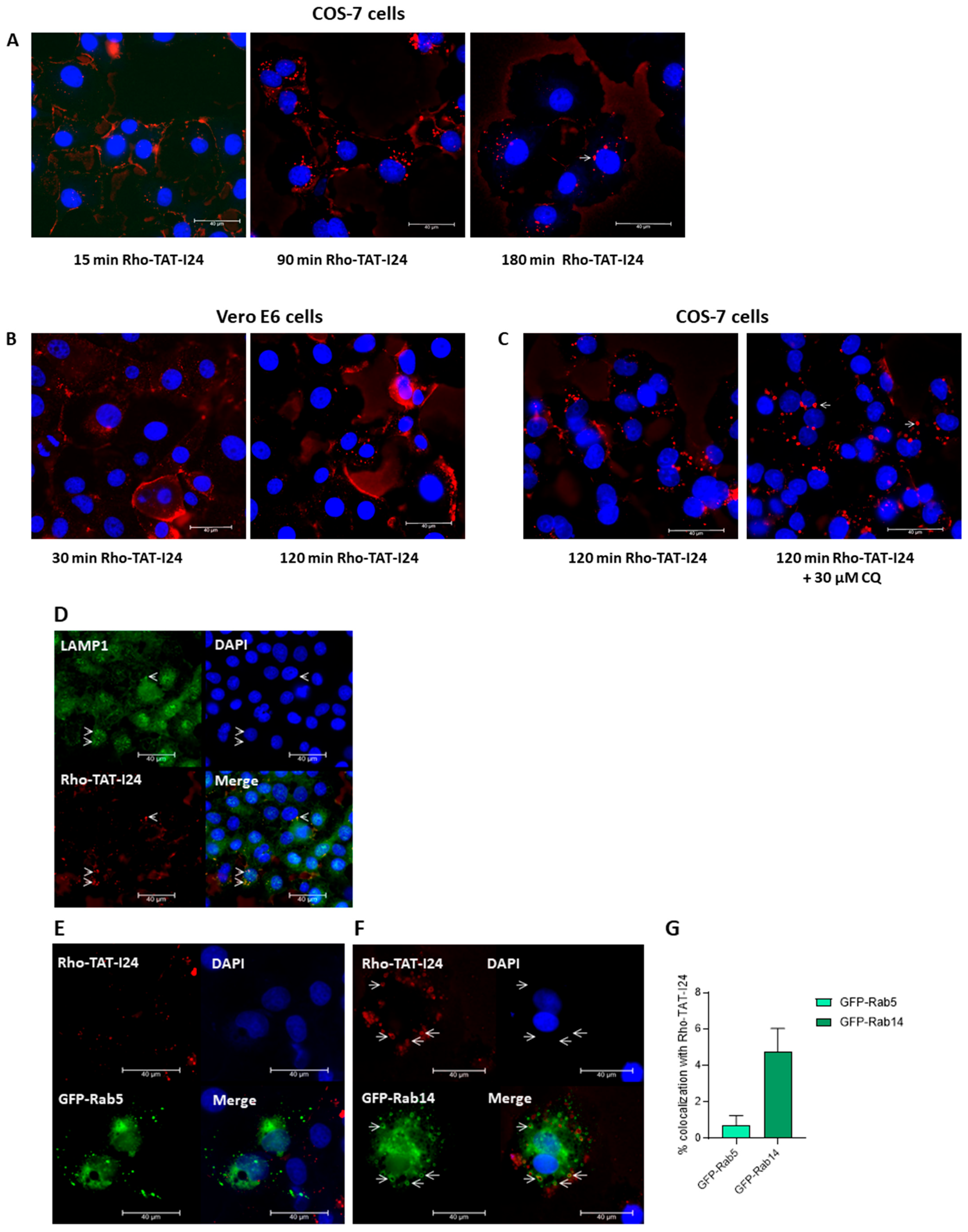 Viruses 17 00458 g007