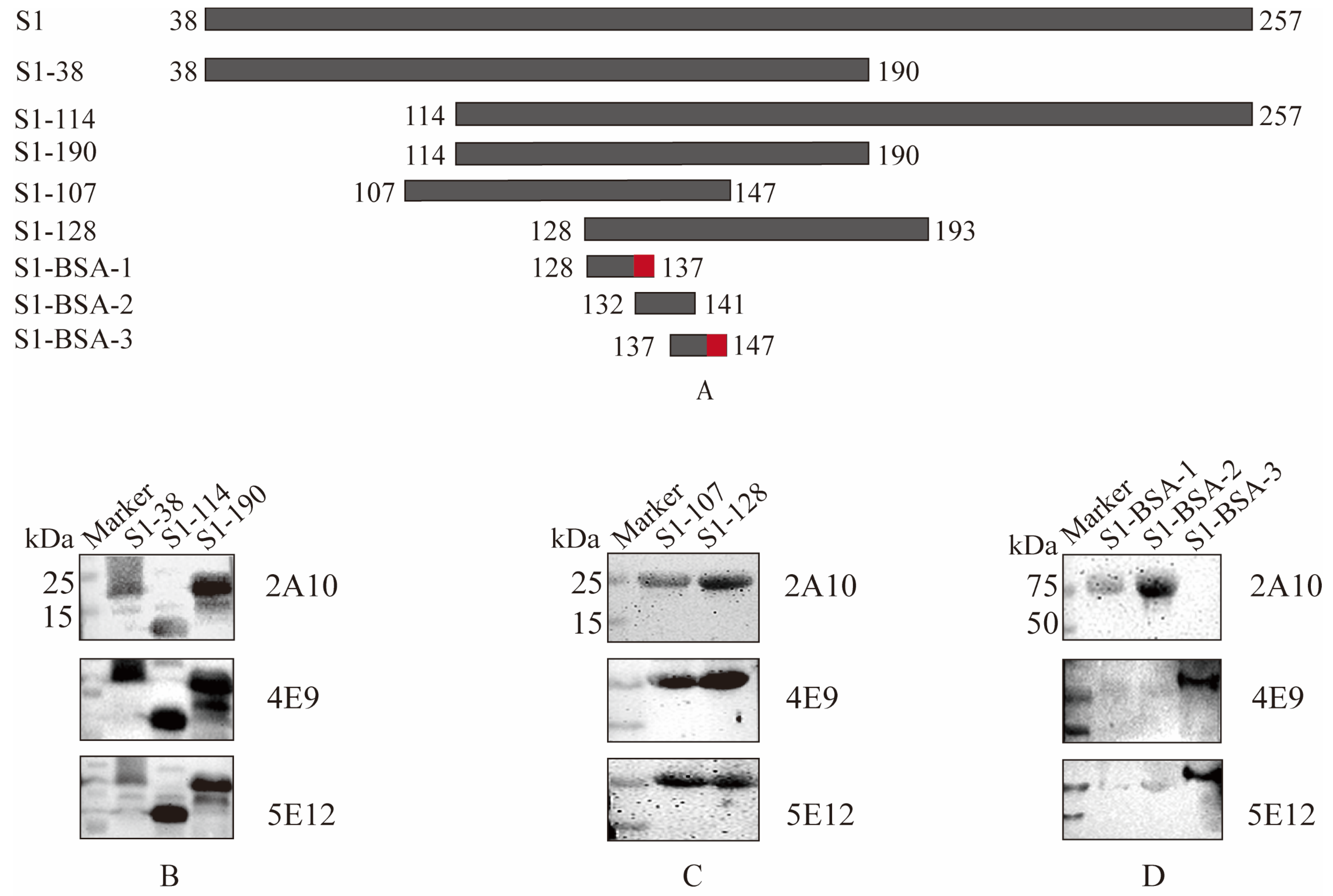 Viruses 17 00464 g003