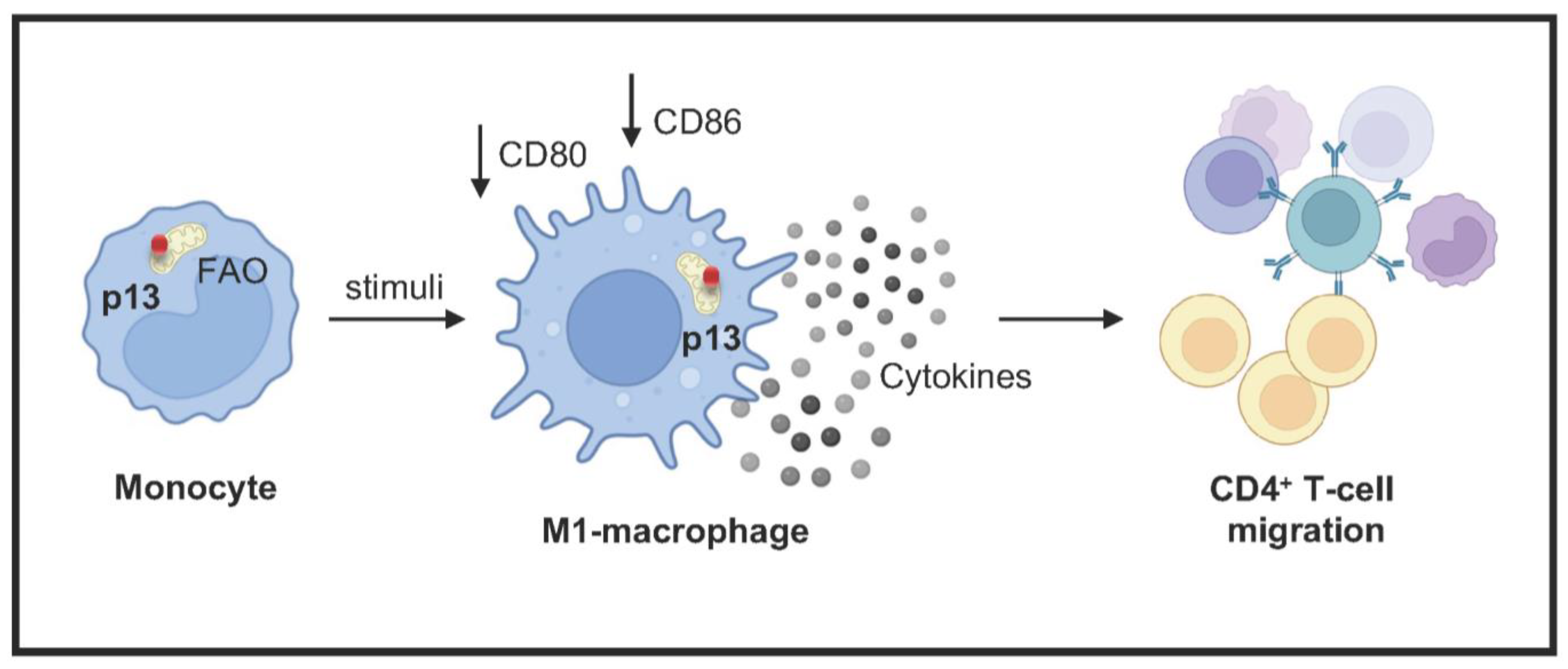 Viruses 17 00471 g006