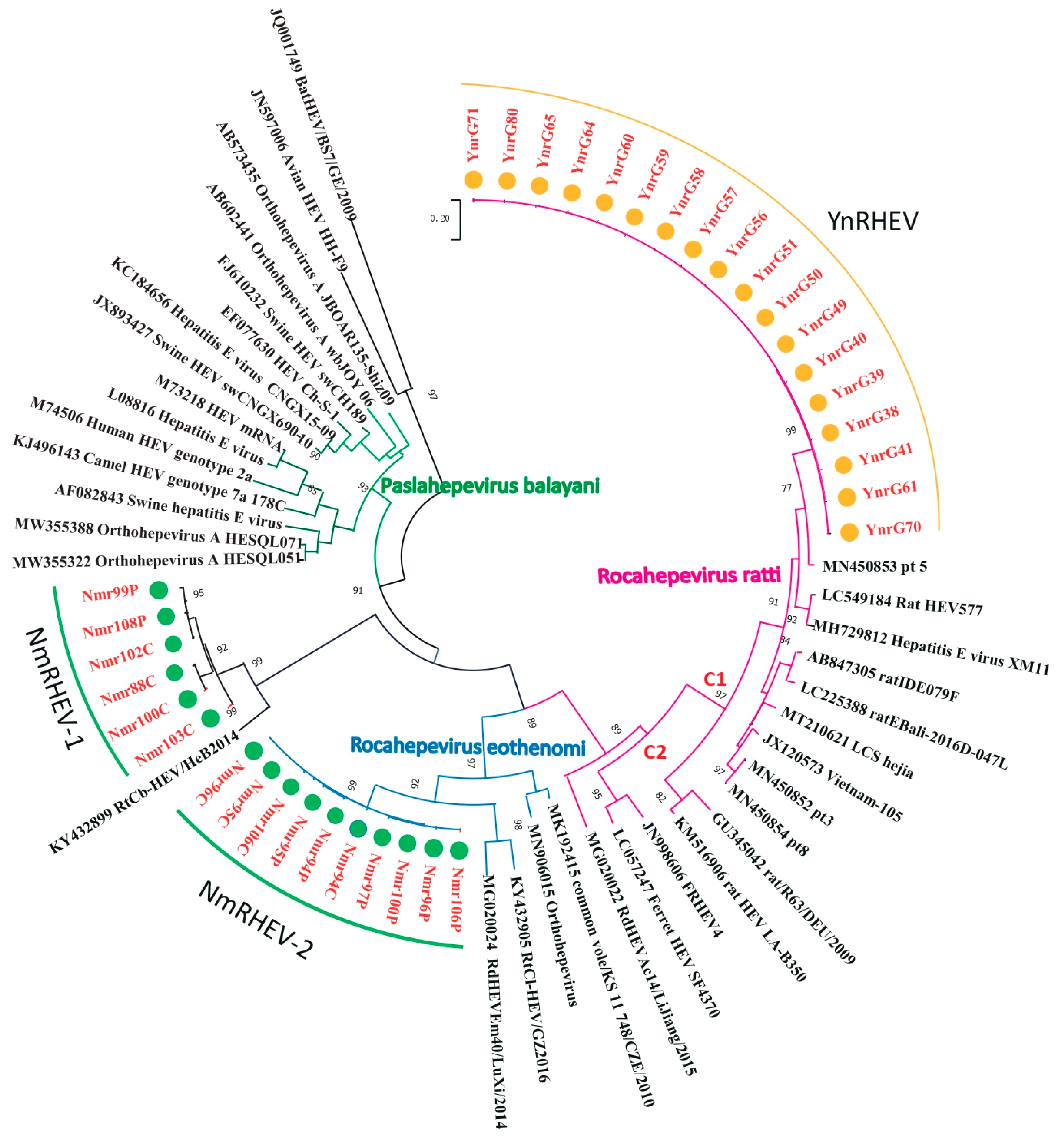 Viruses 17 00490 g001 Viruses 17 00490 g001
