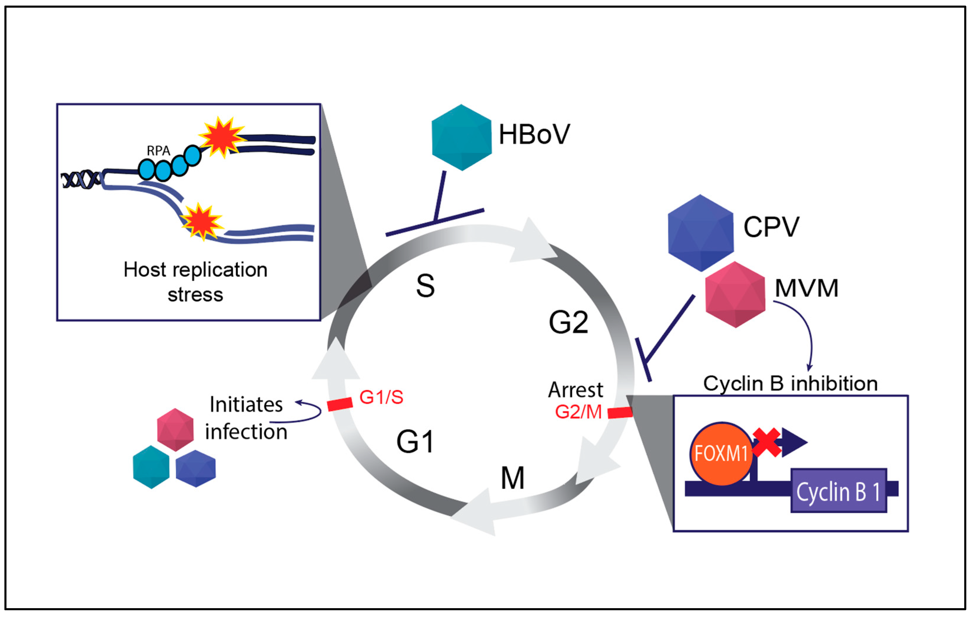 Viruses 17 00494 g002