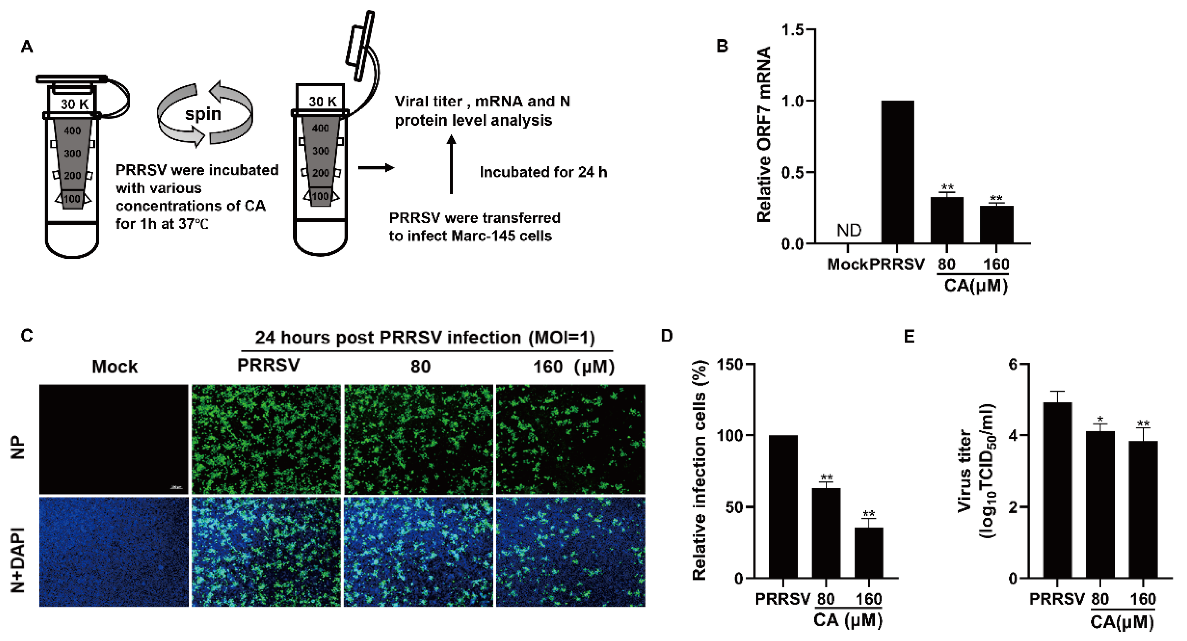 Viruses 17 00506 g005 Viruses 17 00506 g005