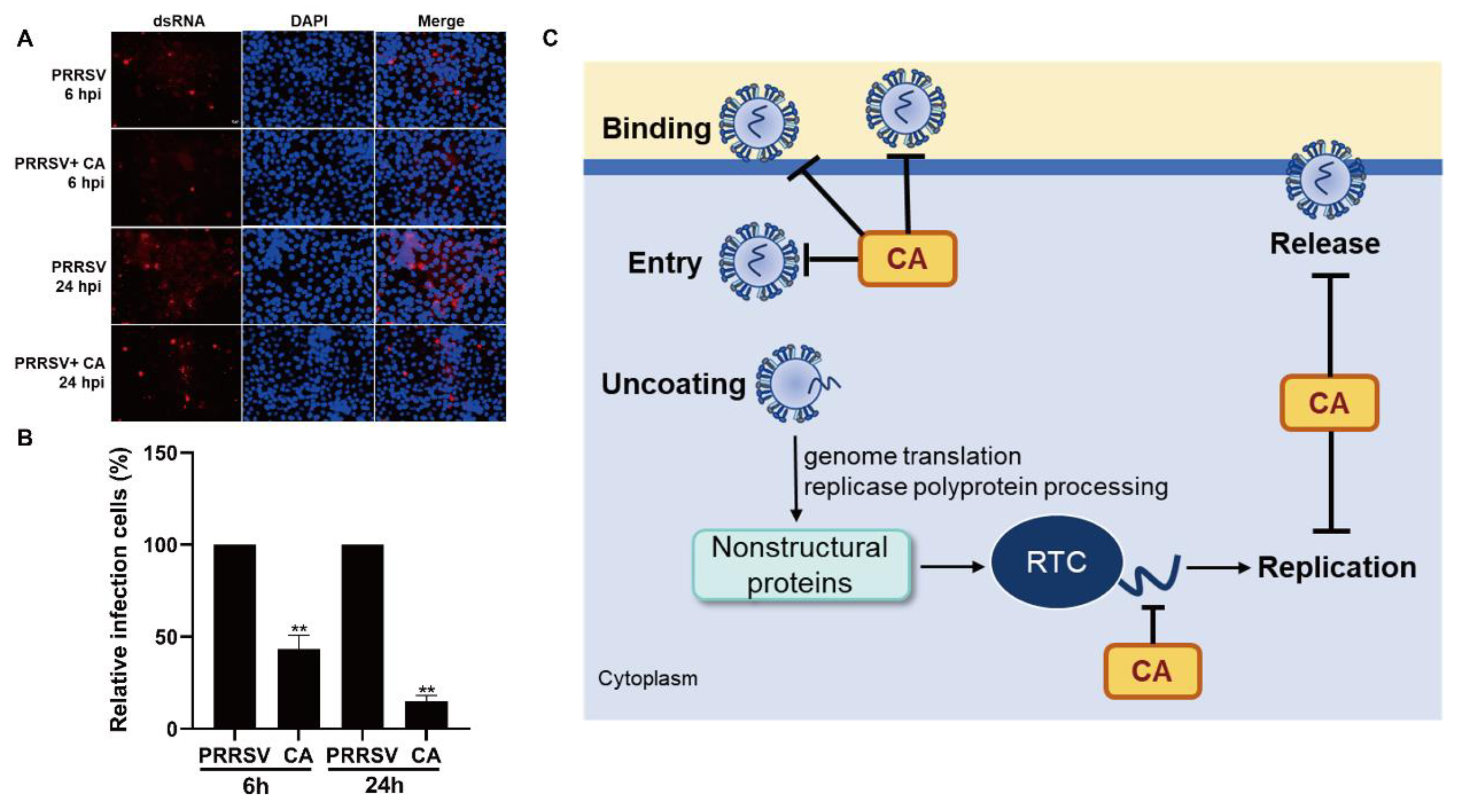 Viruses 17 00506 g007 Viruses 17 00506 g007