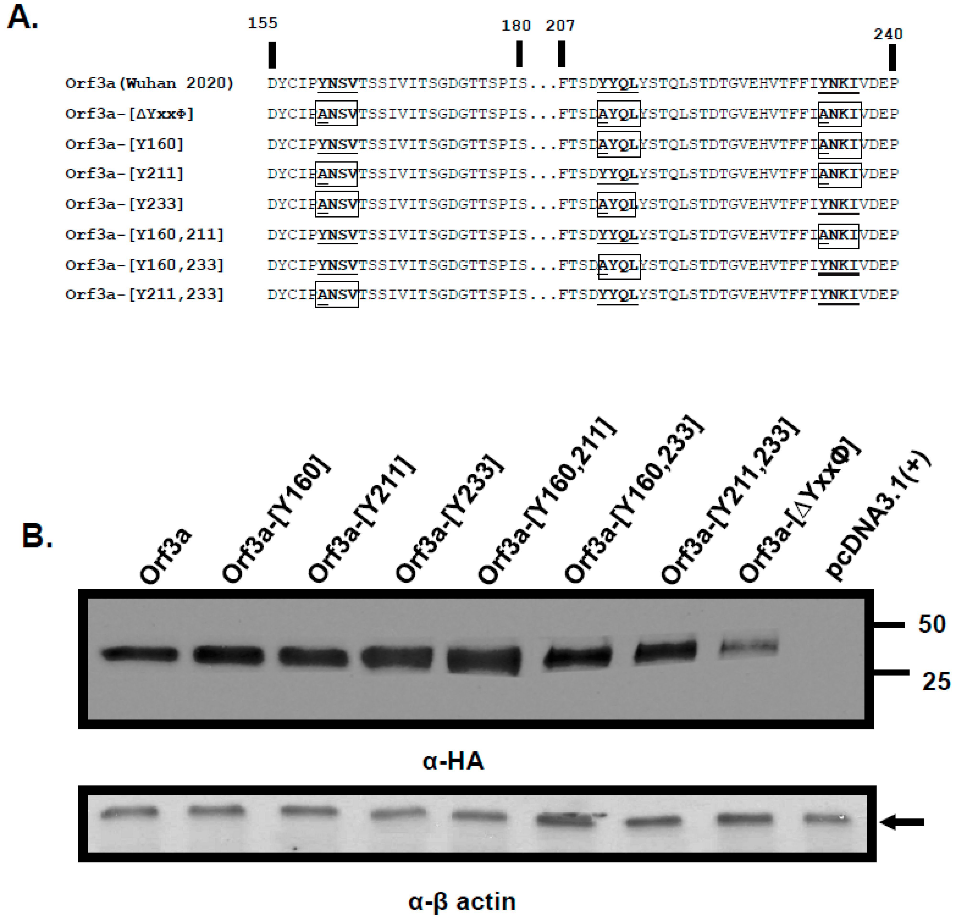 Viruses 17 00522 g002