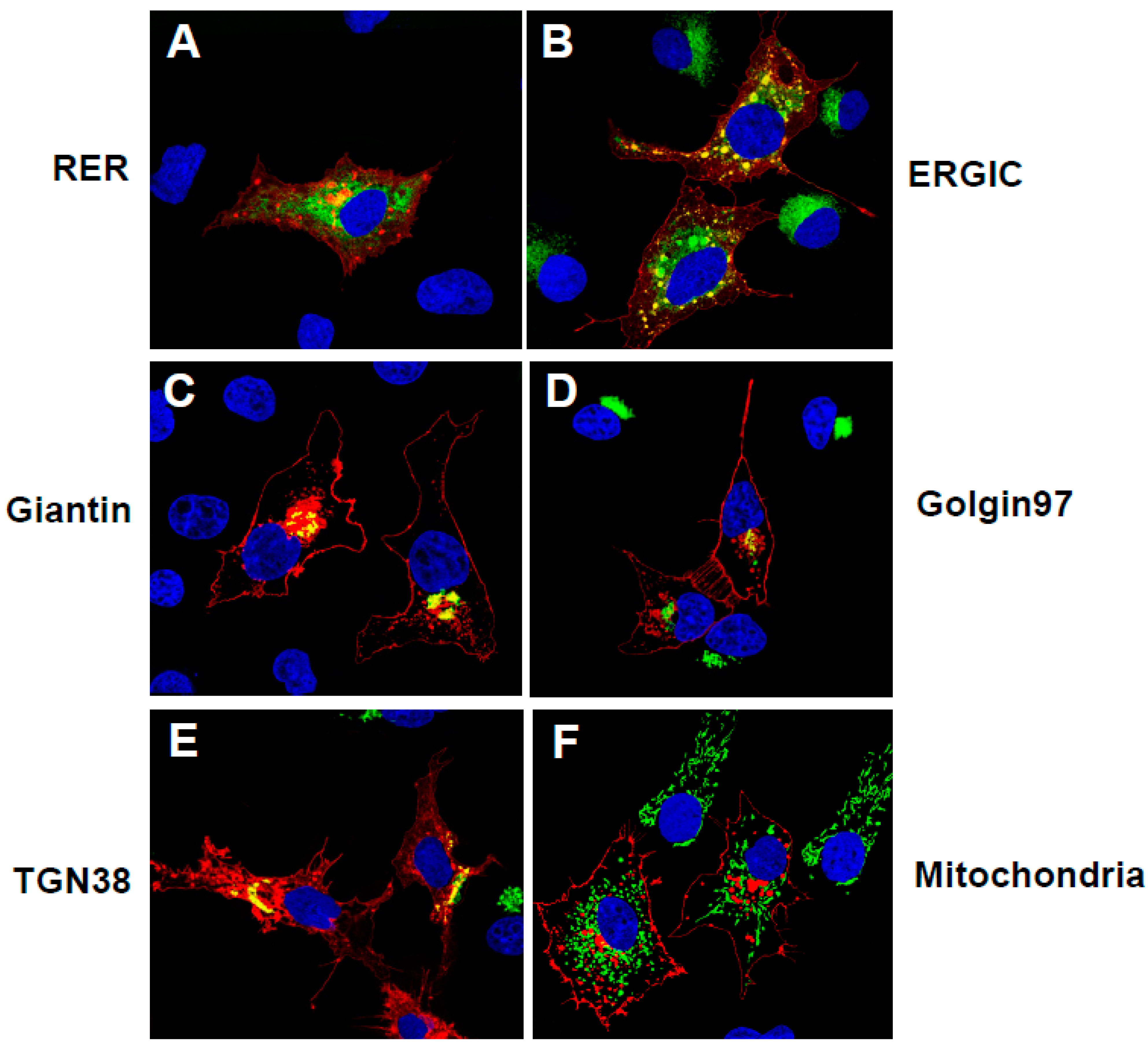 Viruses 17 00522 g003